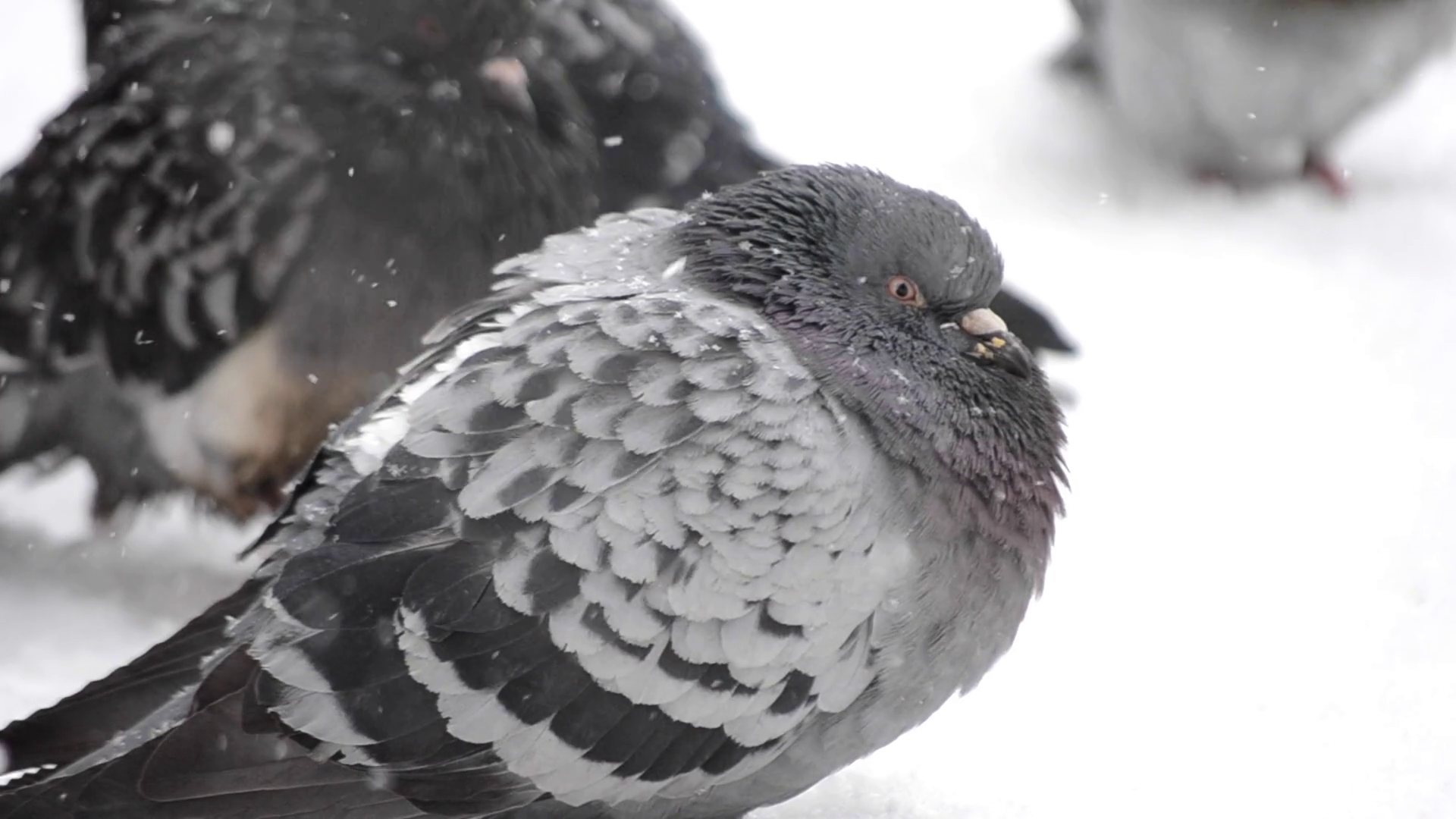 Gray dove pigeon sit on the floor and bask on a cold frosty day in ...