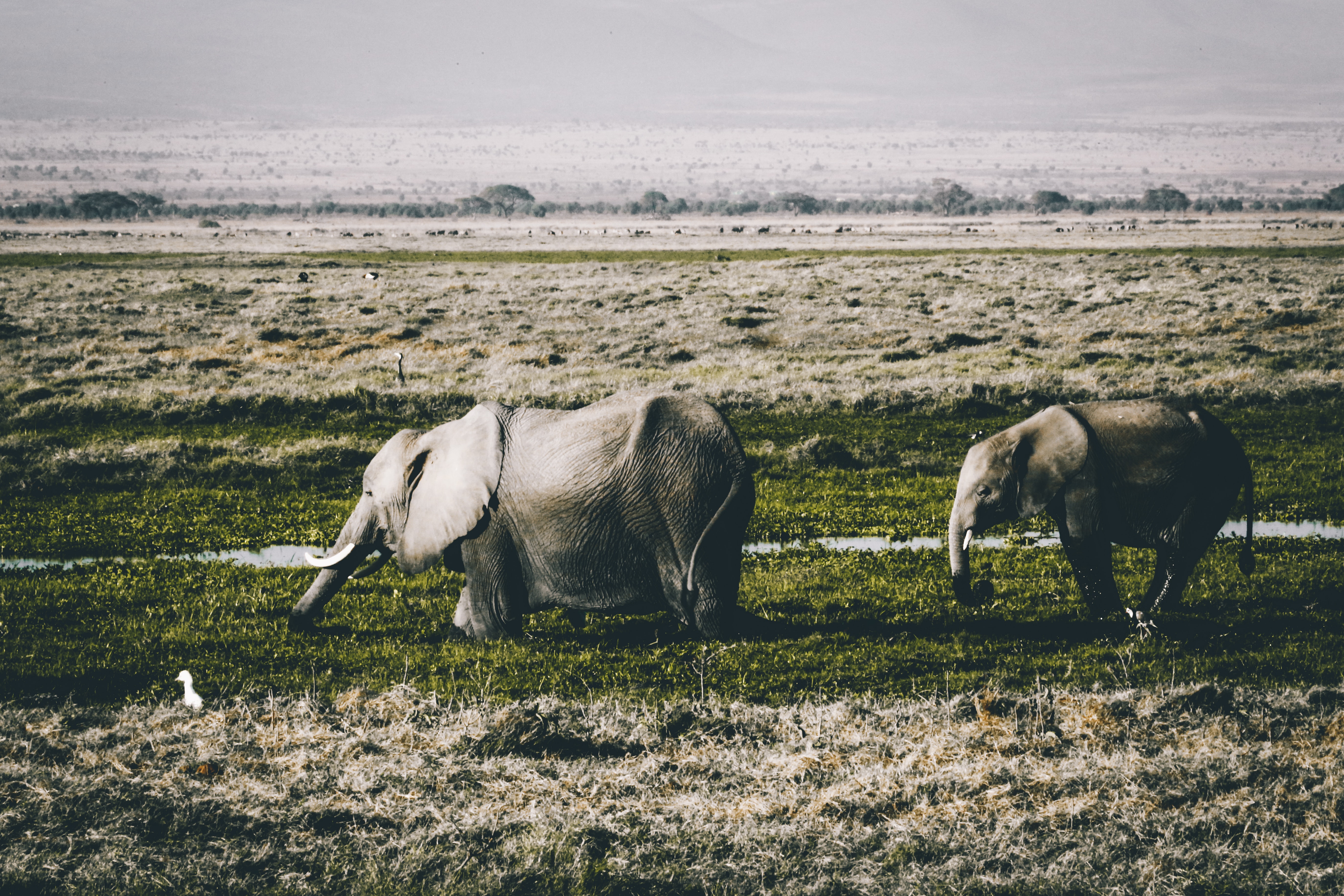 Gray elephants on green grass field photo