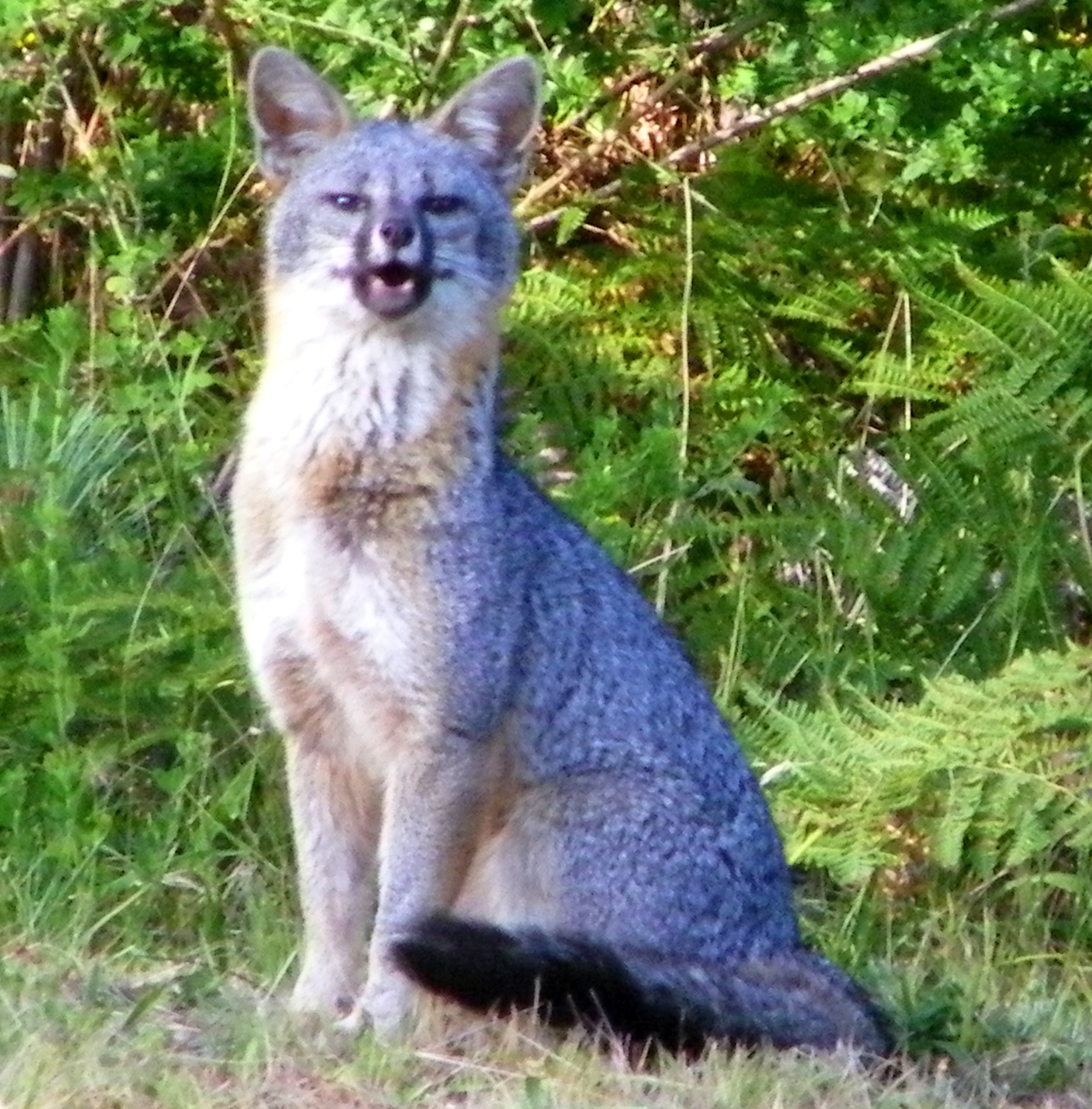 Gray Fox kits have made a welcome appearance on the Mendonoma Coast ...