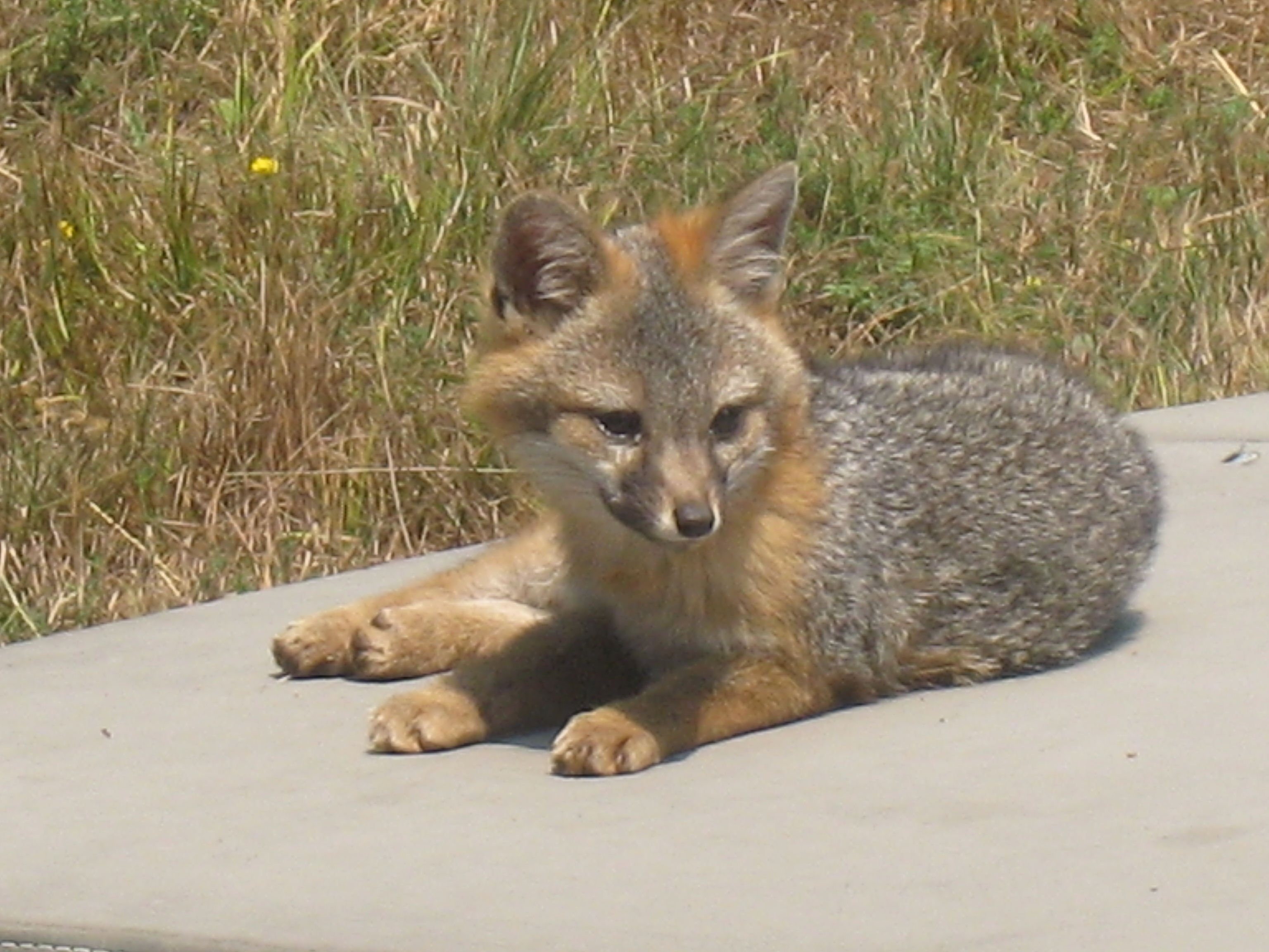 Gray Fox Kit – Mendonoma Sightings