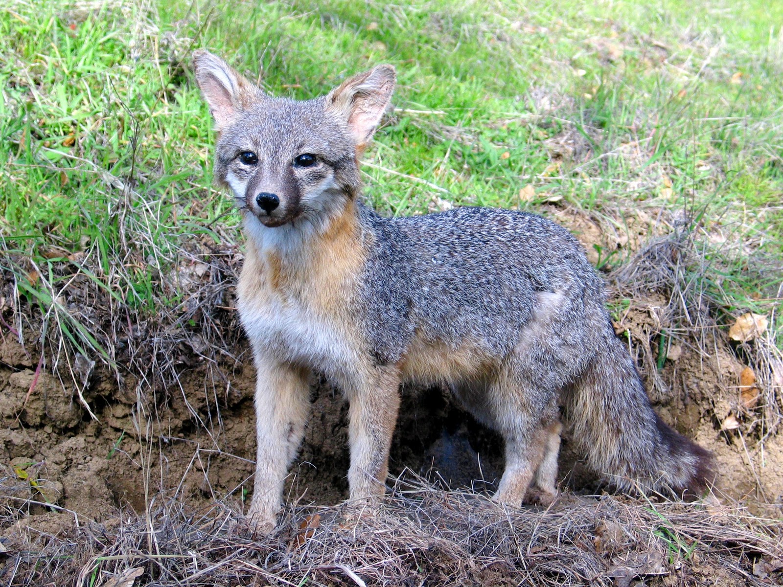Princeton Landing News: Nature Guide: Gray Fox