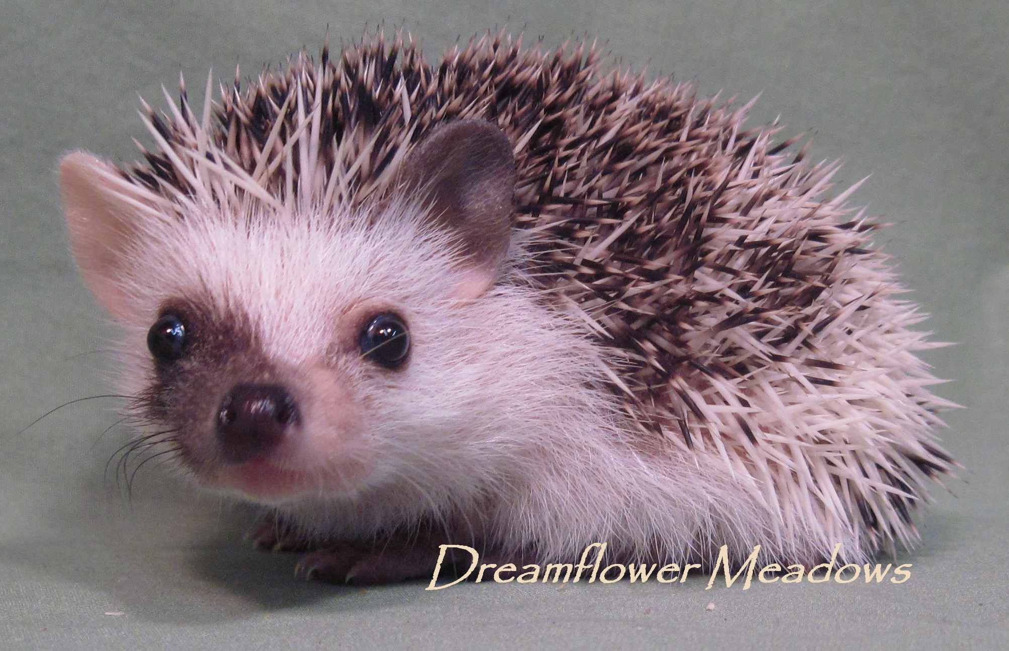 Hedgehog Facial Markings | Dreamflower Meadows