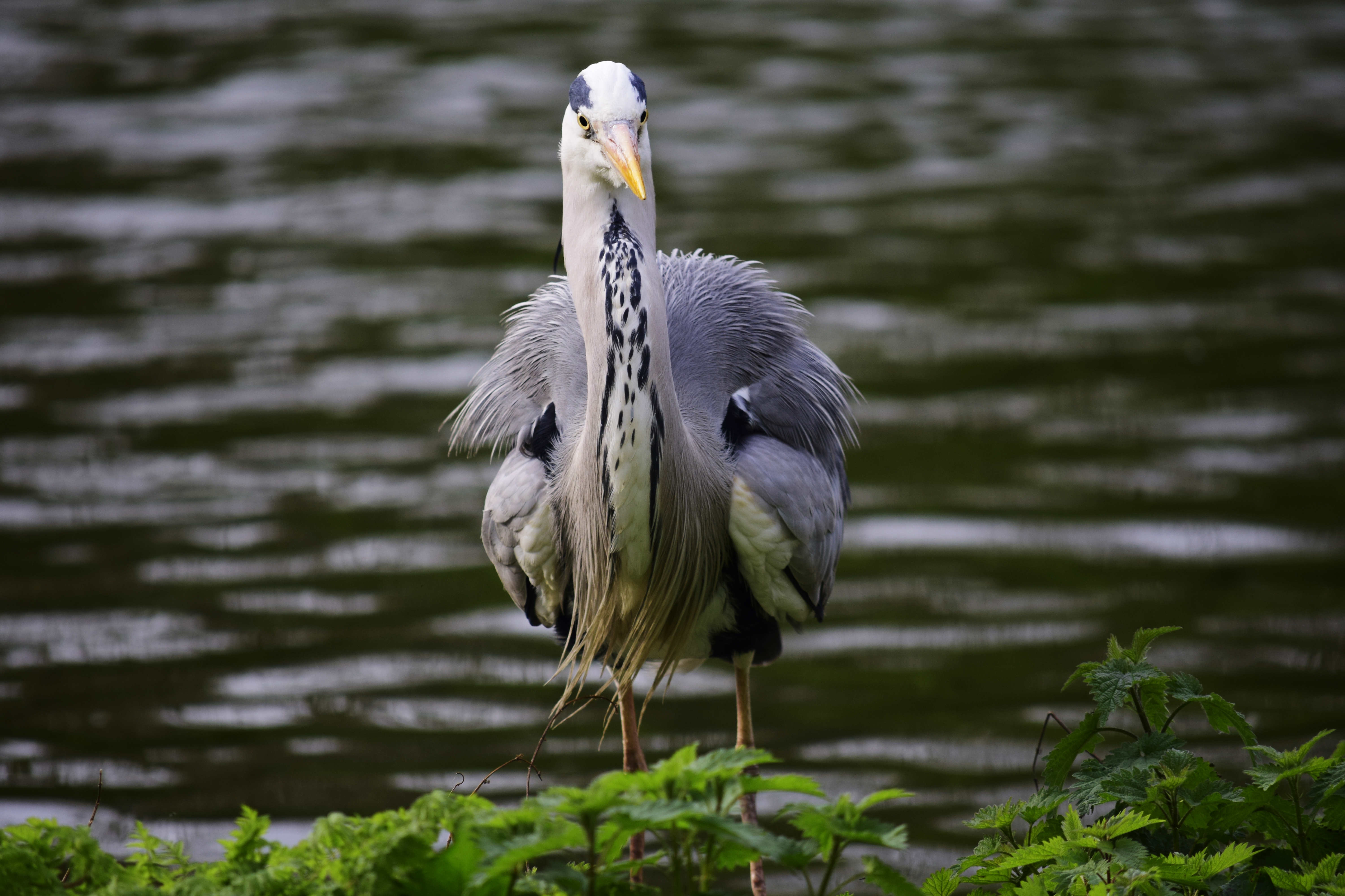 Gray heron, st james's park, london photo