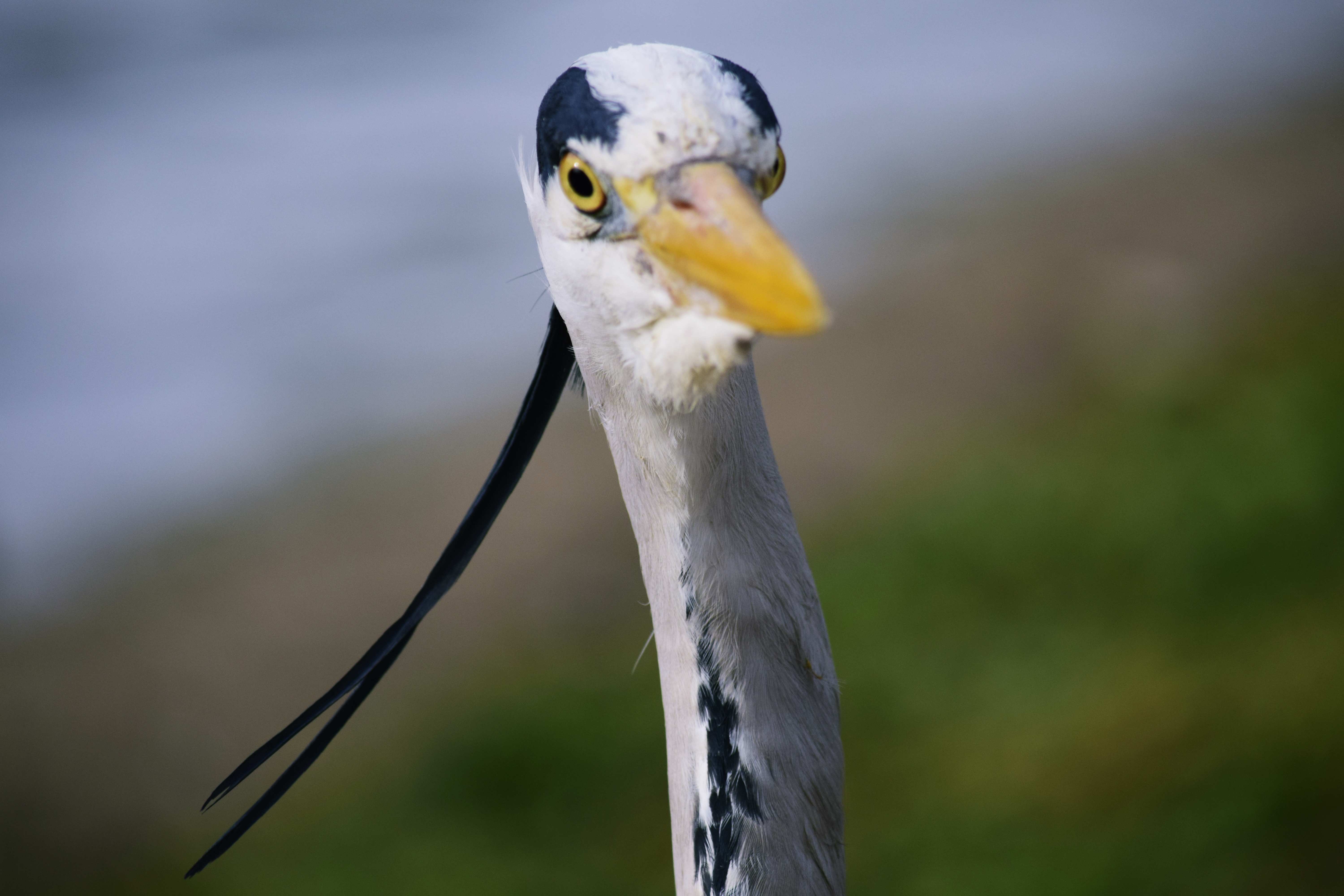 Gray heron's head photo