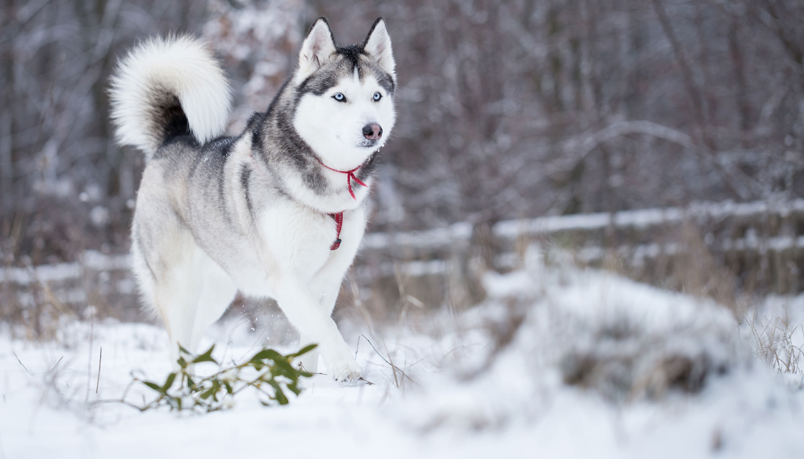 Siberian Husky | Comfort Canine