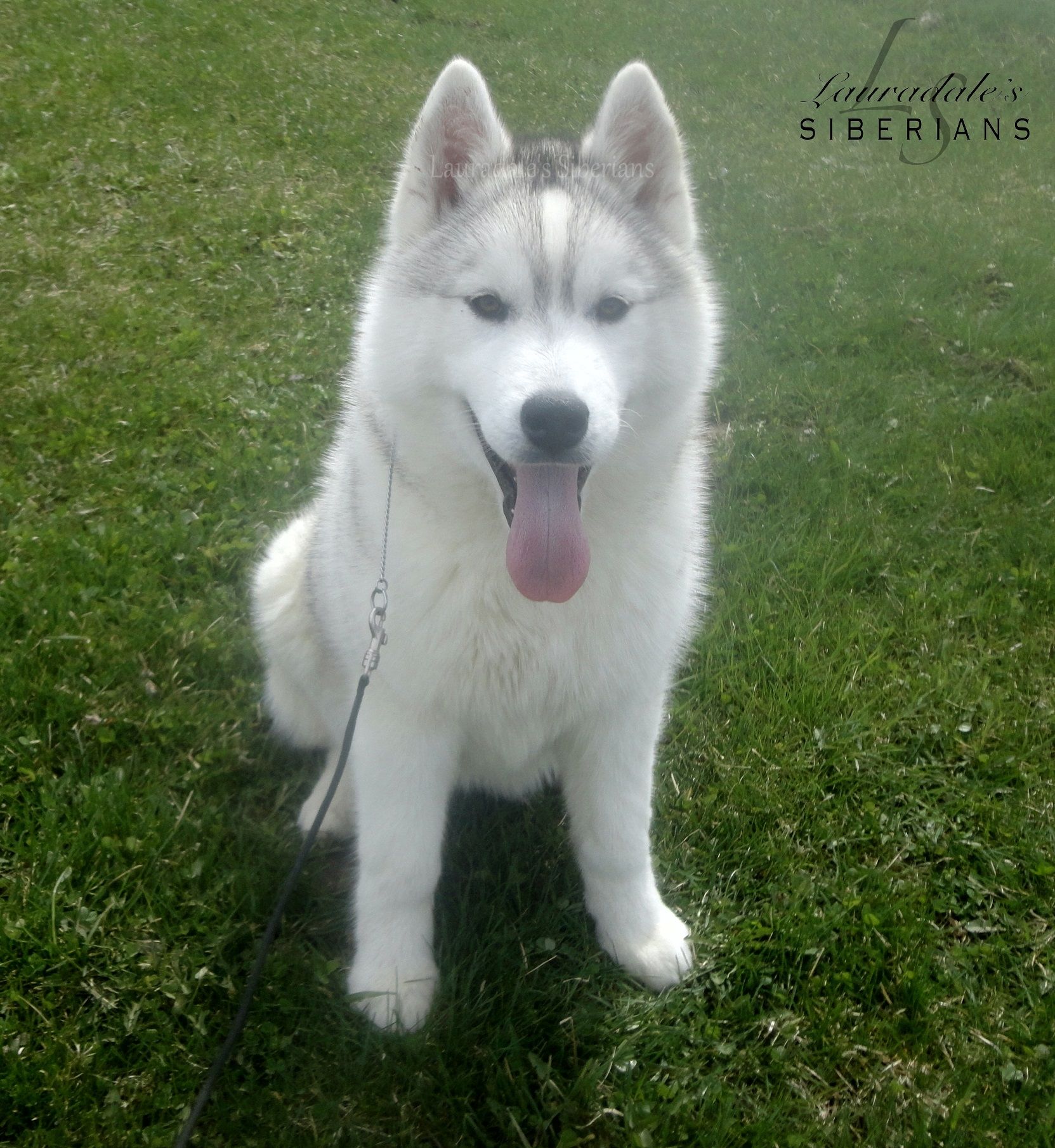 Grey & white female Siberian Husky puppy, Greige. Isn't she the most ...