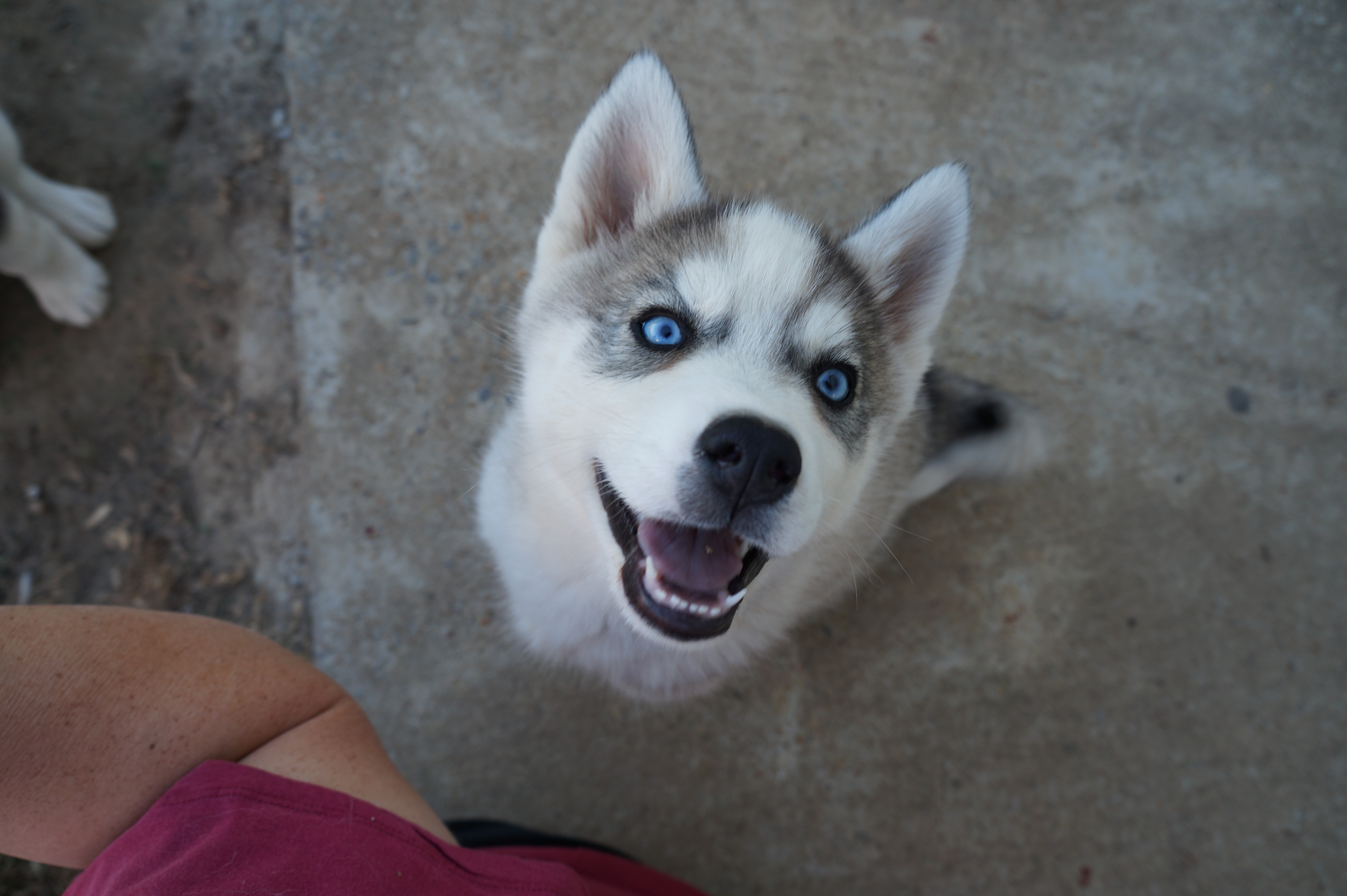 alabama siberian husky puppy Archives | Husky Videos and Pictures