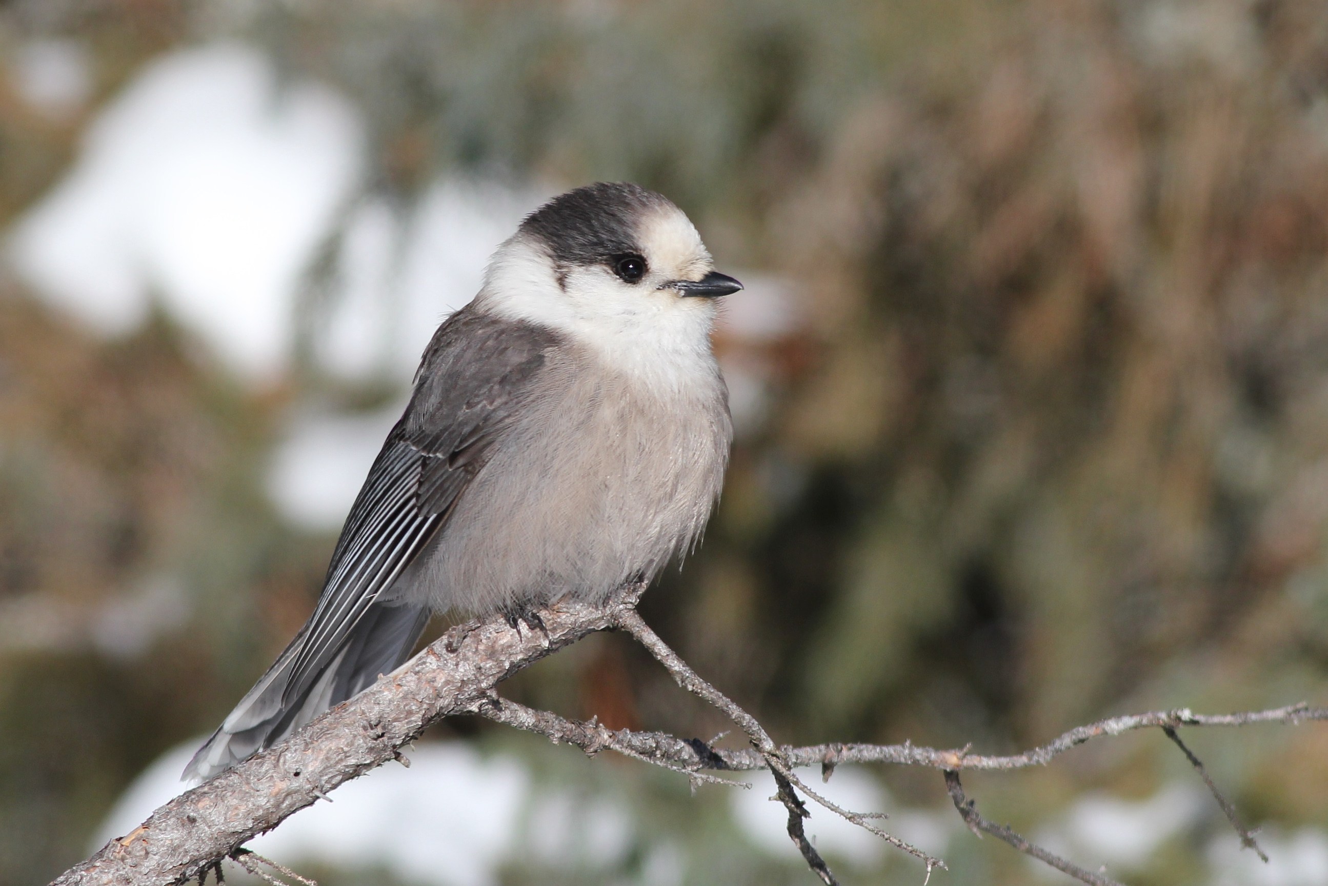 Photo Study: Gray Jays in Algonquin Provincial Park by Alex ...
