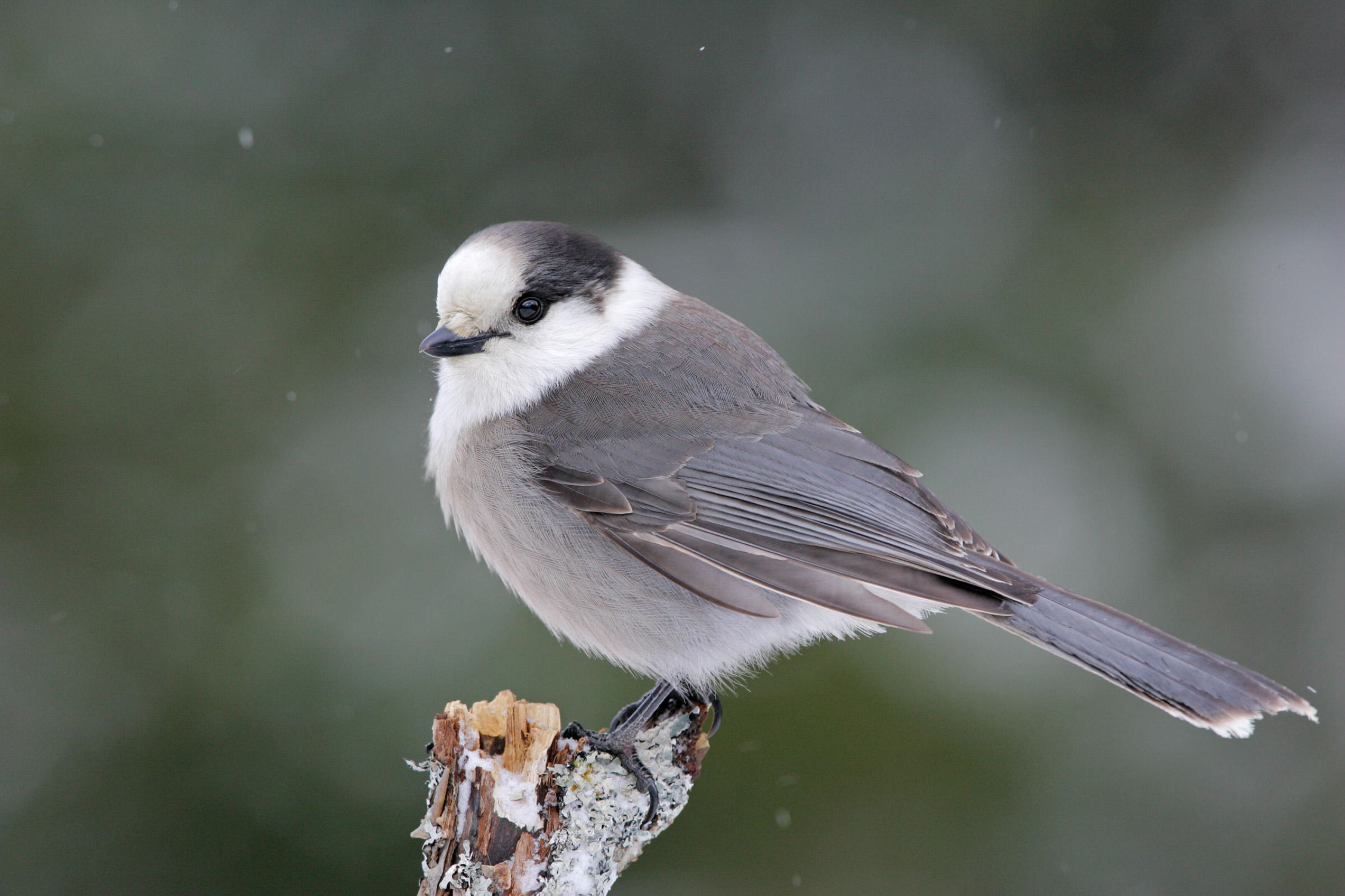 2 Gray jay HD Wallpapers | Background Images - Wallpaper Abyss