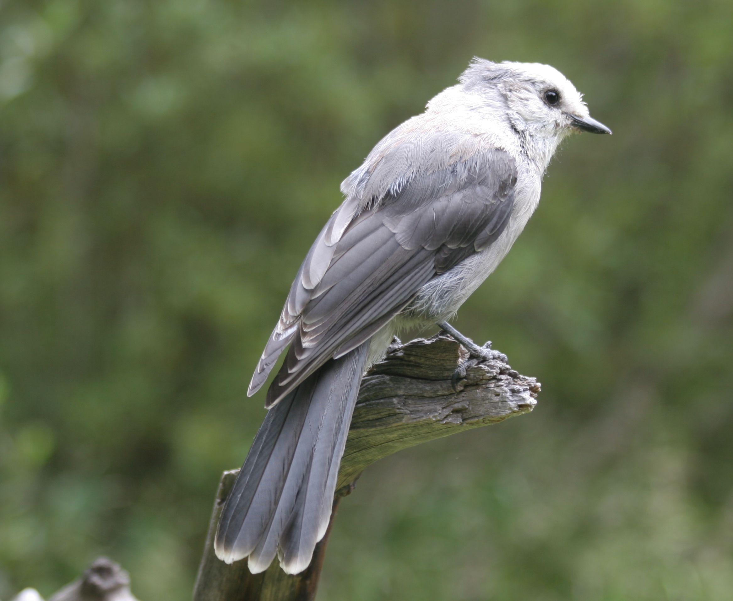 Camp Robber: The Gray Jay | birdingthebrookeandbeyond