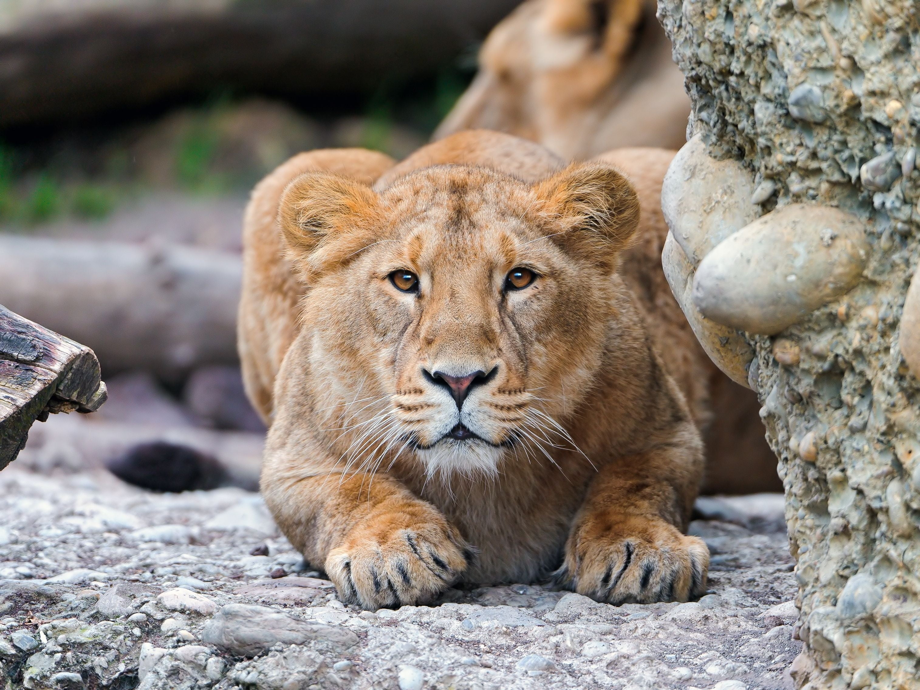 Lioness lying besides gray rock during daytime HD wallpaper ...