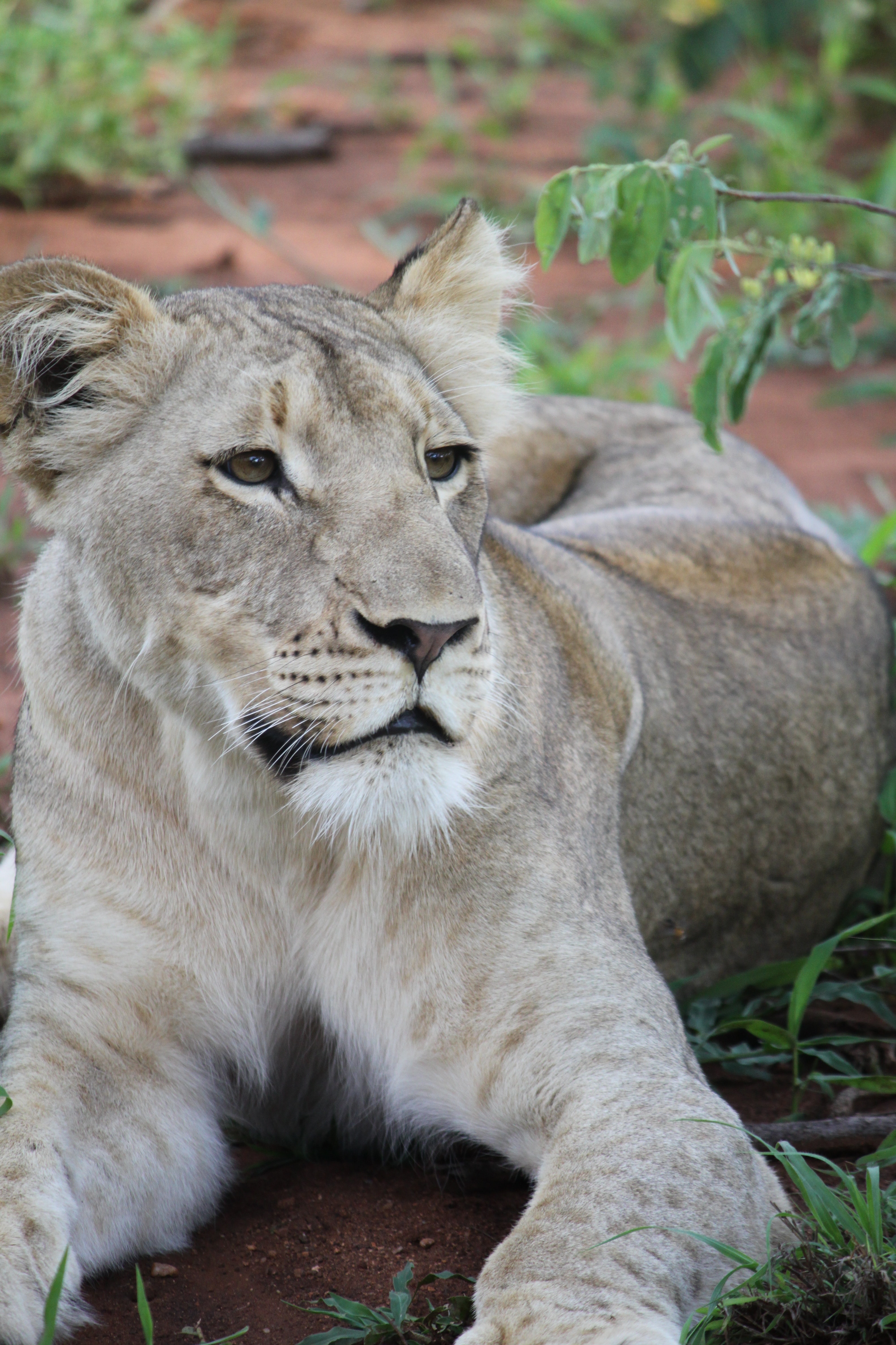 Gray lioness photo