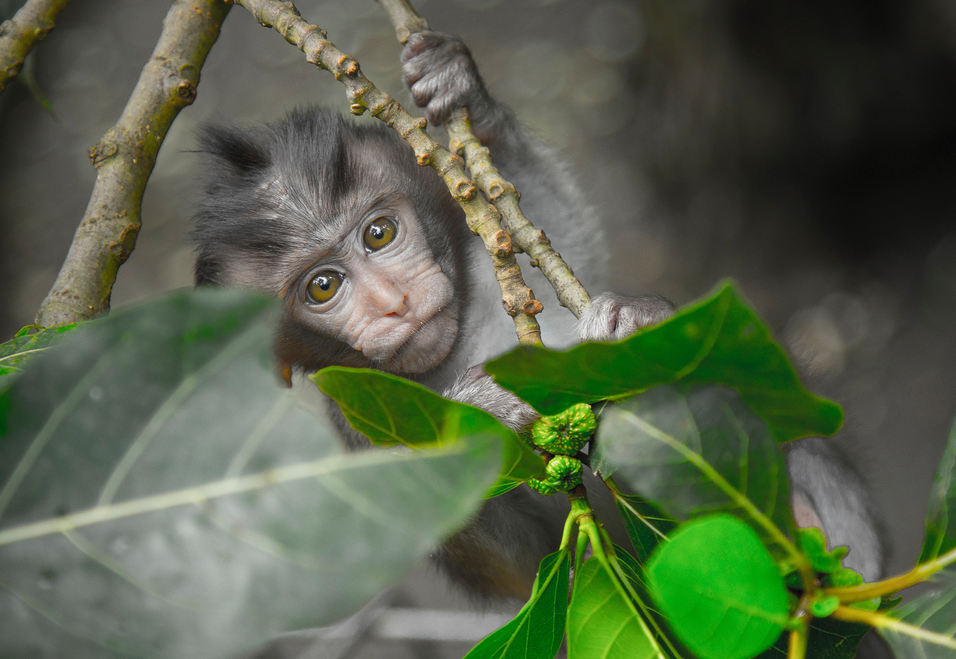 Gray monkey holding on gray tree branch photo