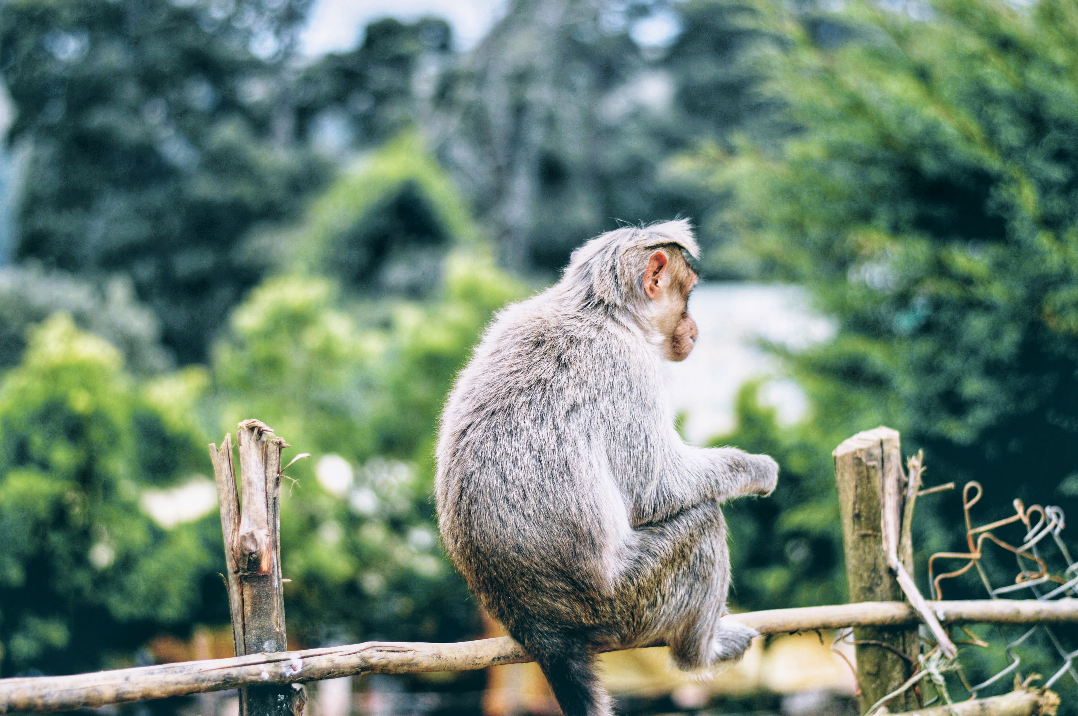 Gray monkey on brown wooden fence photo
