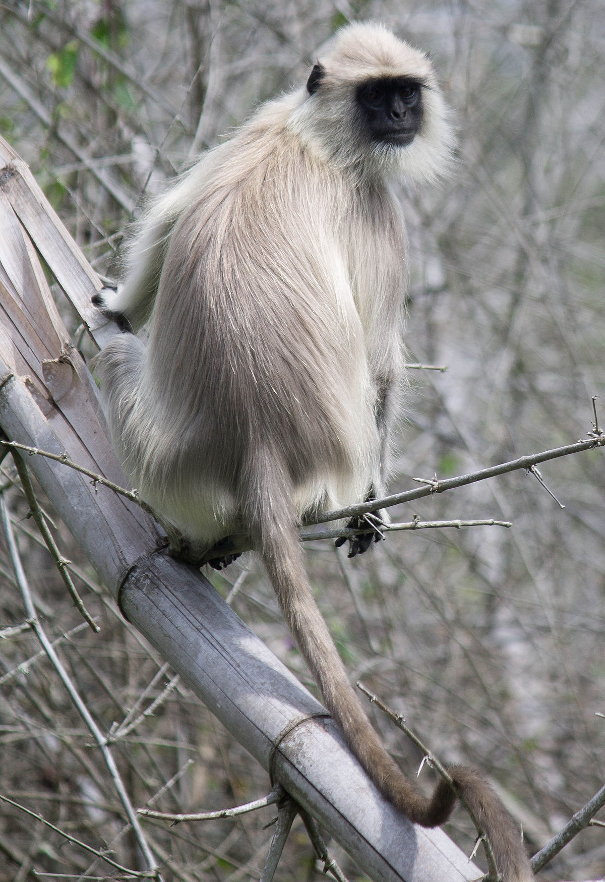 Gray monkeys photo