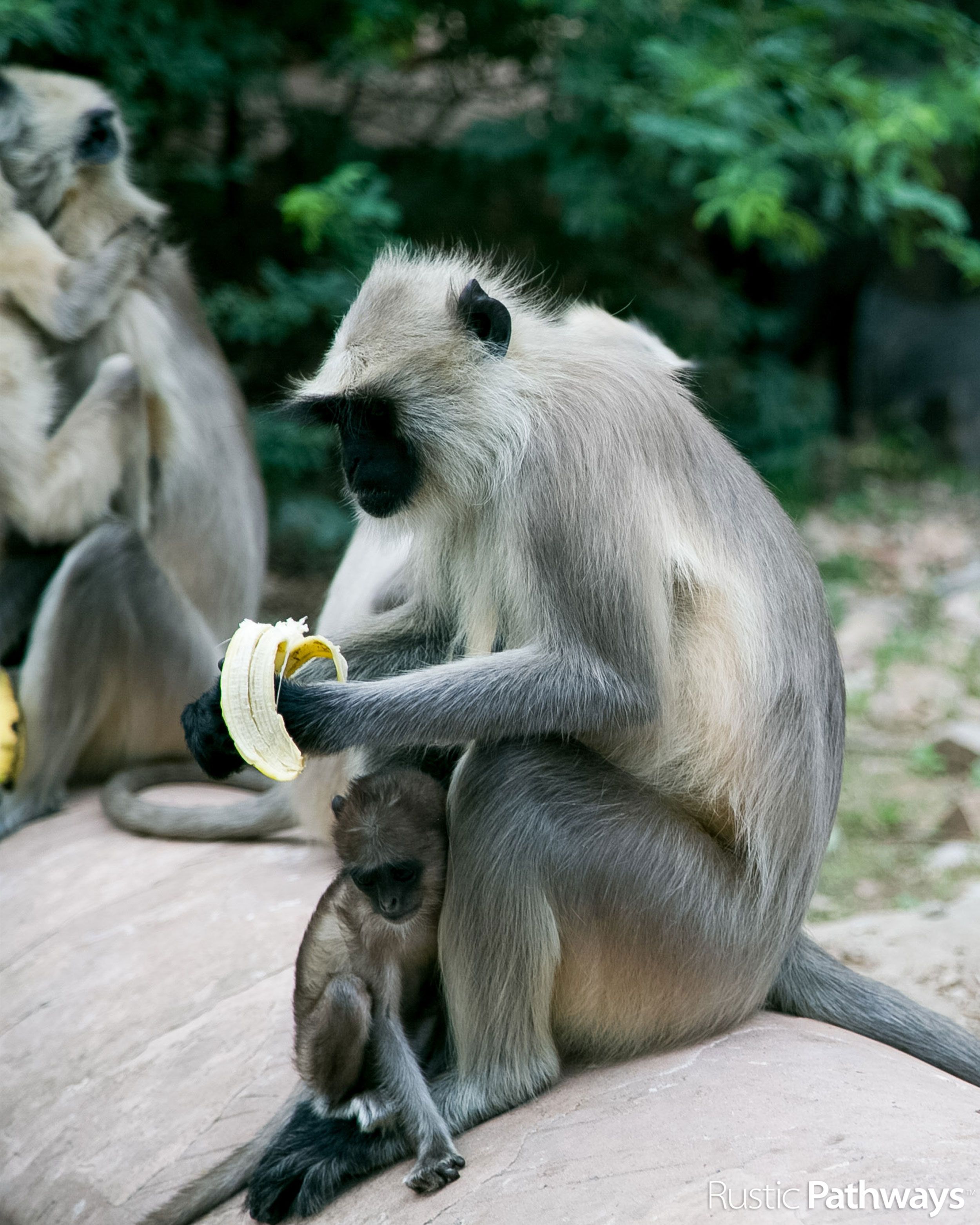 Gray Langur Monkeys | INDIA | Matt Hardy | Animals | Pinterest ...