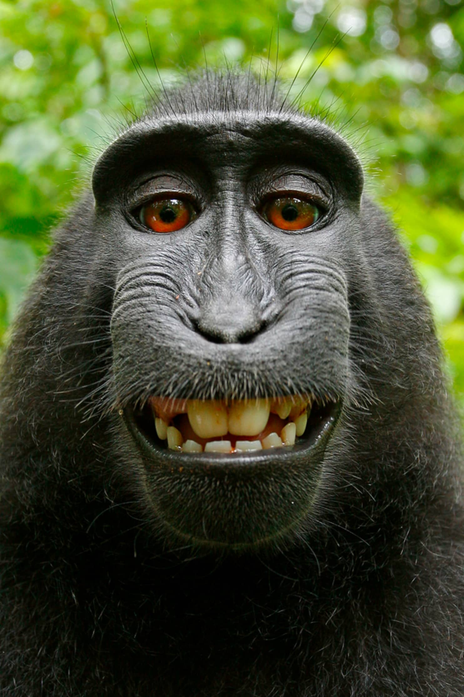 No monkey business here: The monkey selfie copyright case is over ...