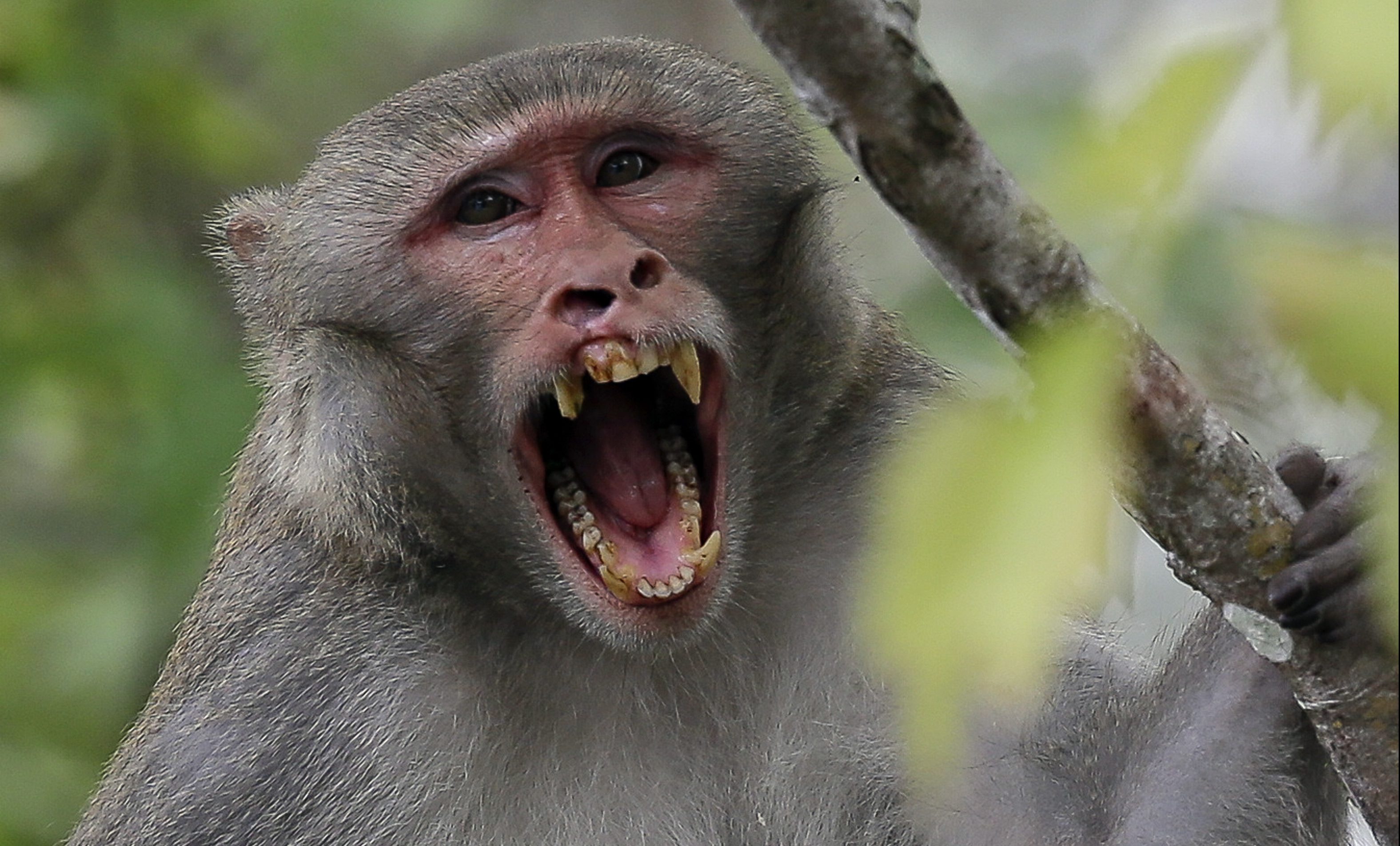 Scientists: Florida monkeys could give herpes to humans