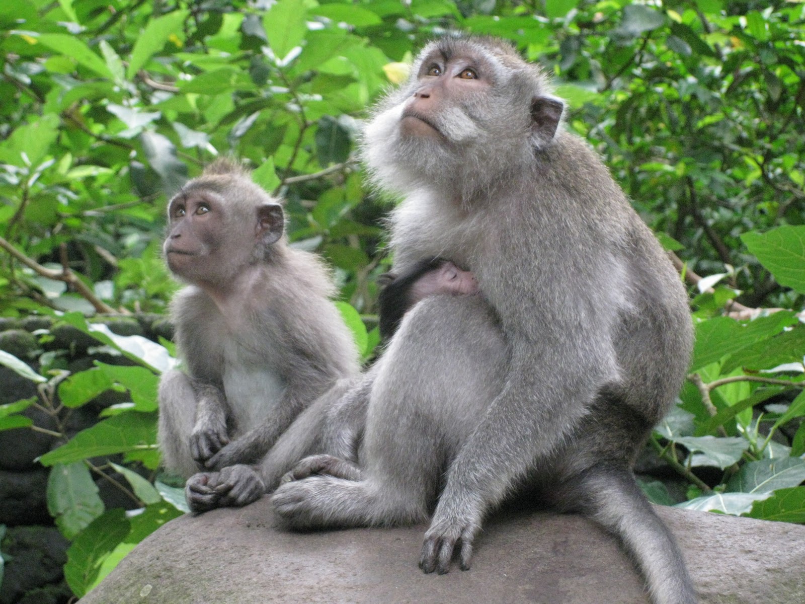 Ubud: Hanging with the Monkeys | The Global Gamine