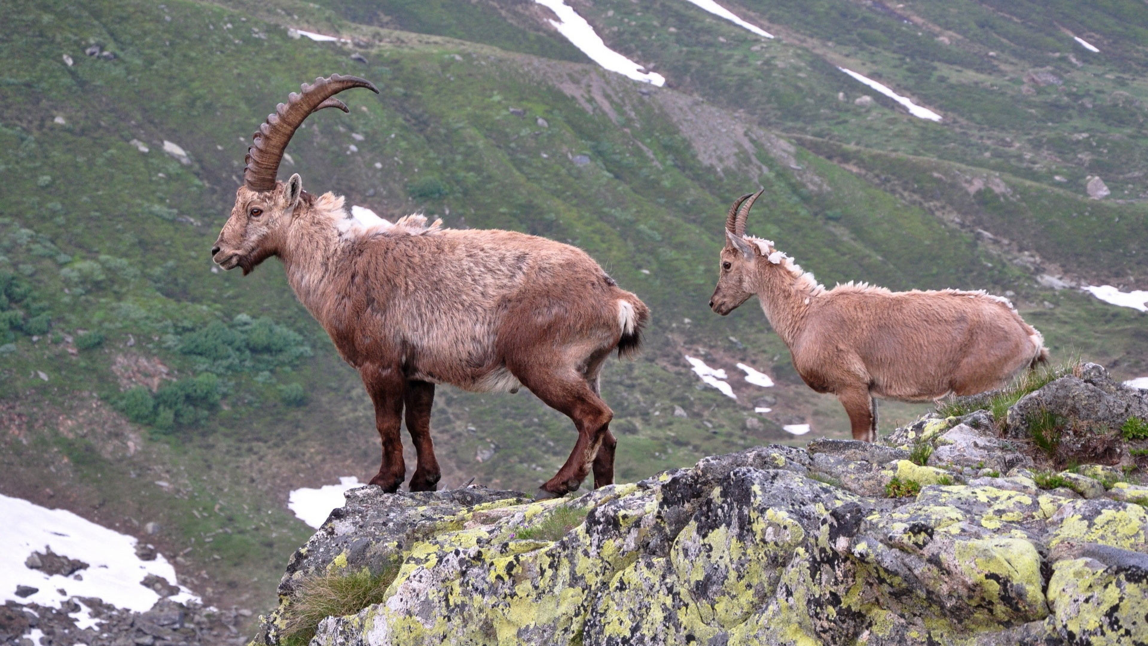 Mountain Goat On Cliff HD Wallpaper, Background Images