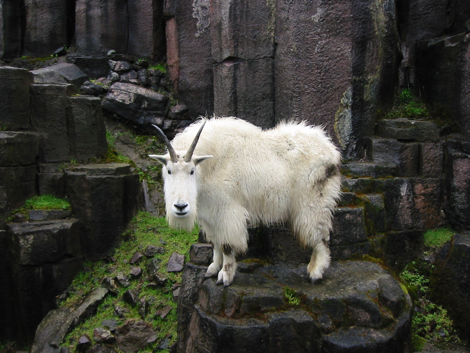 Mountain Goat Pictures - Freaking News