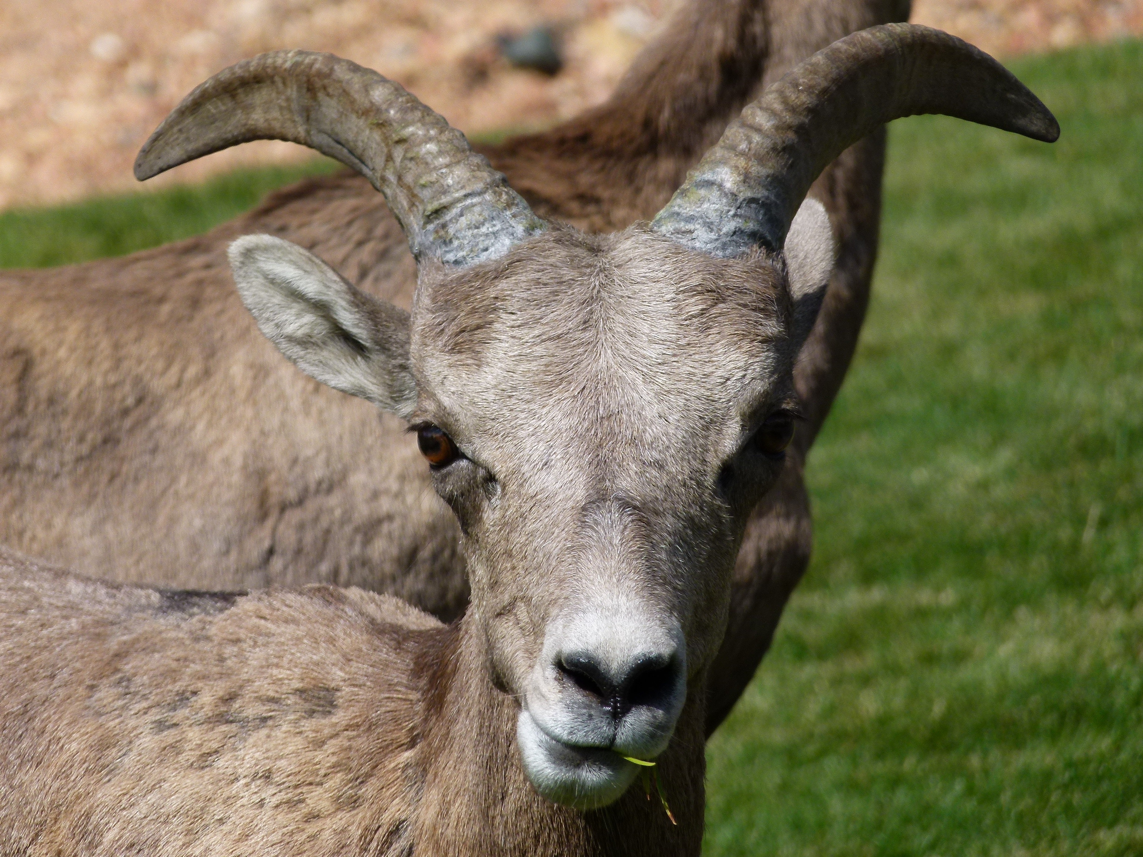 Gray Mountain Goats · Free Stock Photo