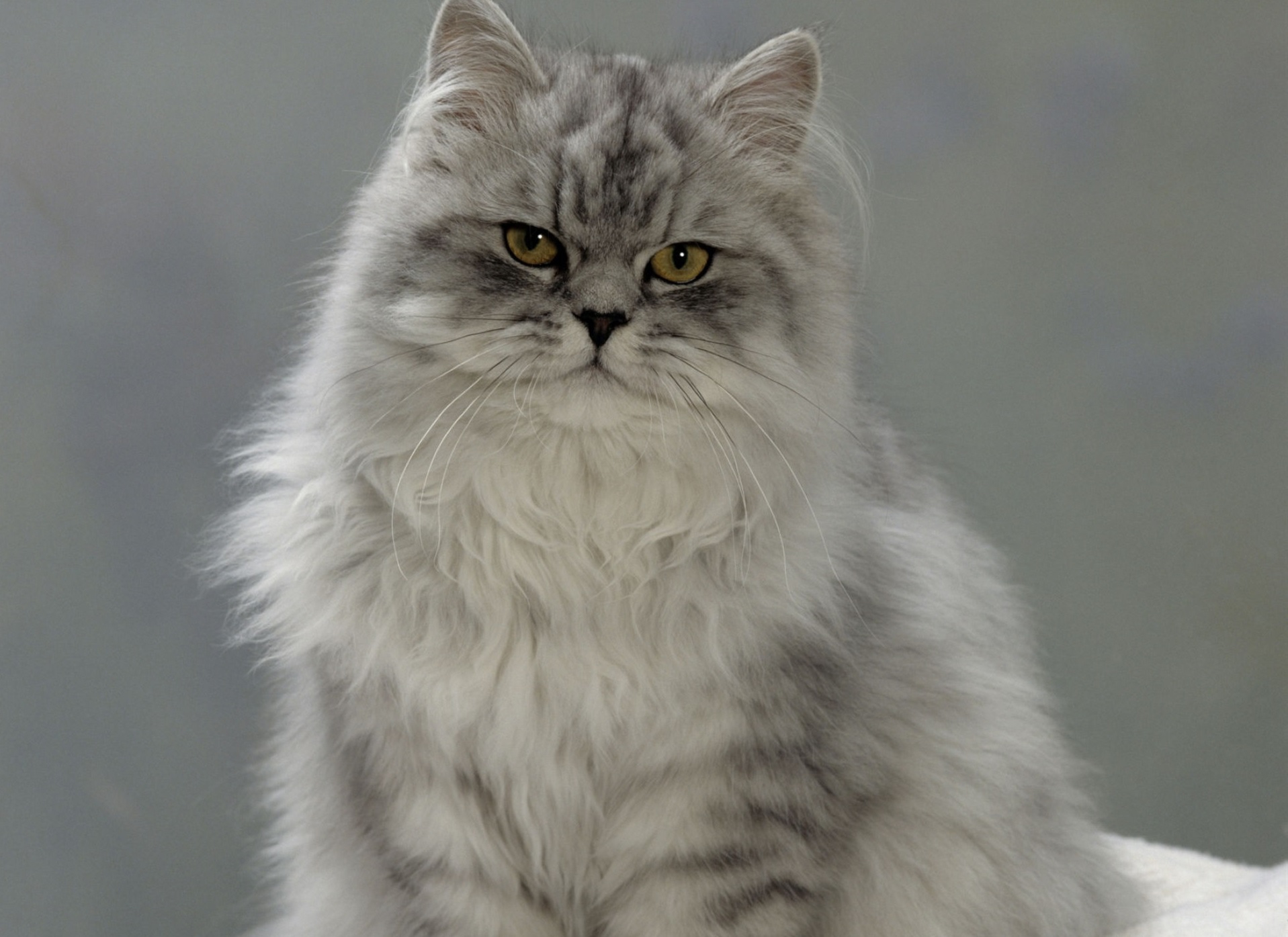 Persian—Chinchilla Cat Breed | Everything About Cats!