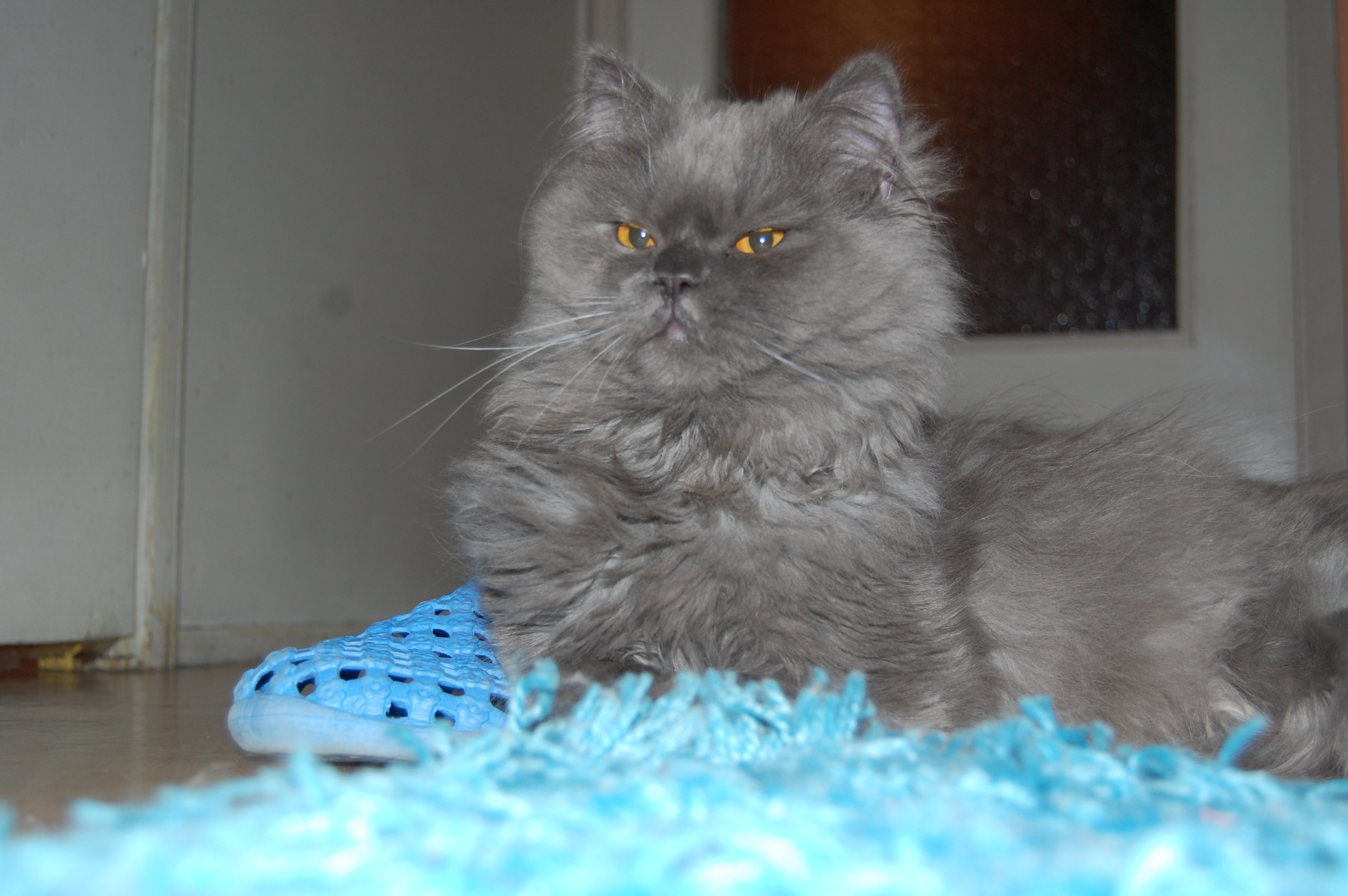 Proud Persian Cat | Silver Chinchilla Persian Cat