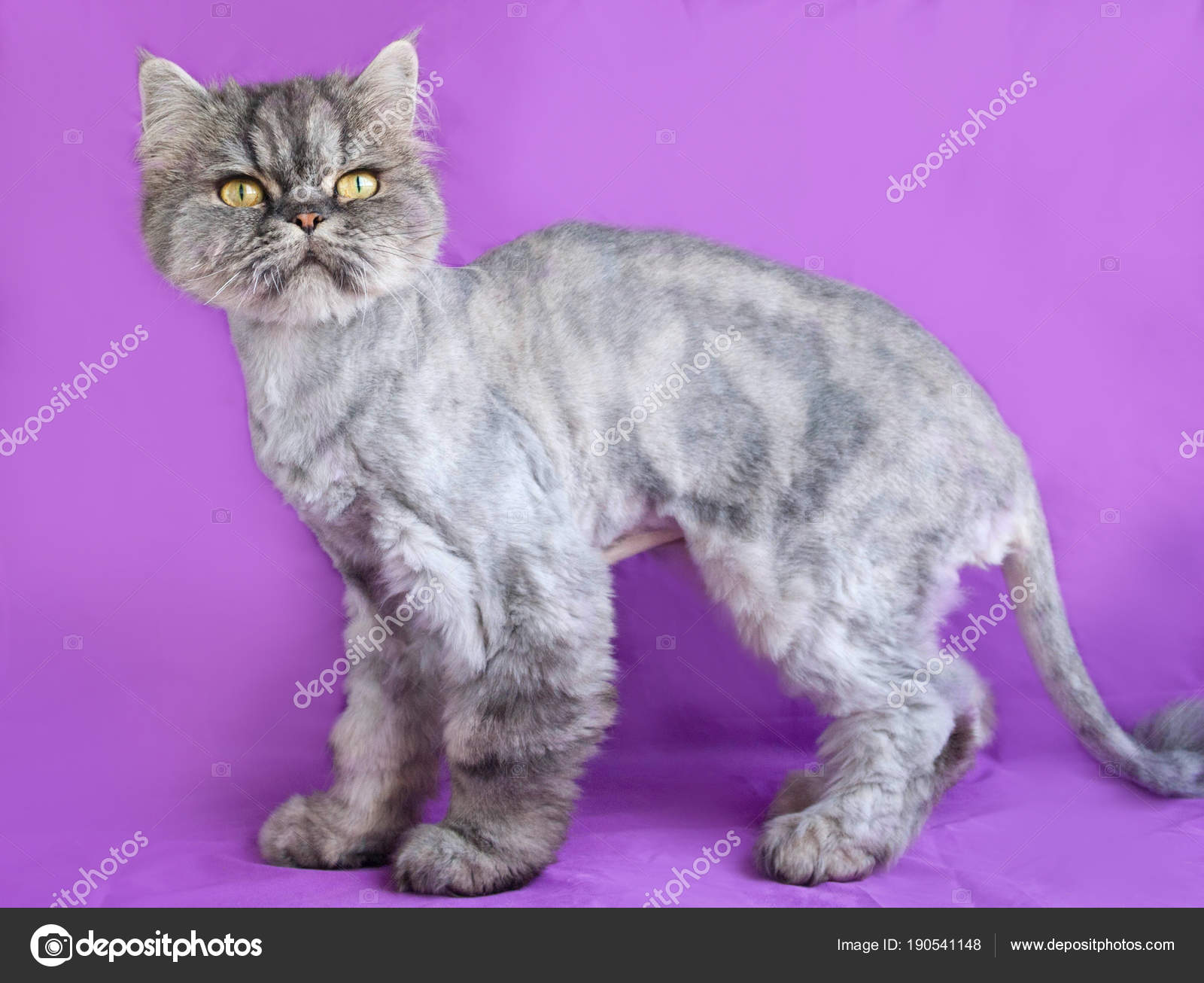 Gray Persian cat is standing on purple — Stock Photo © darzyhanna ...