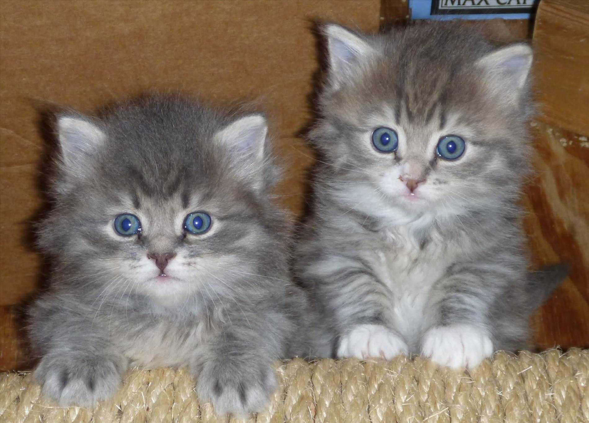 Baby Persian Cat Grey