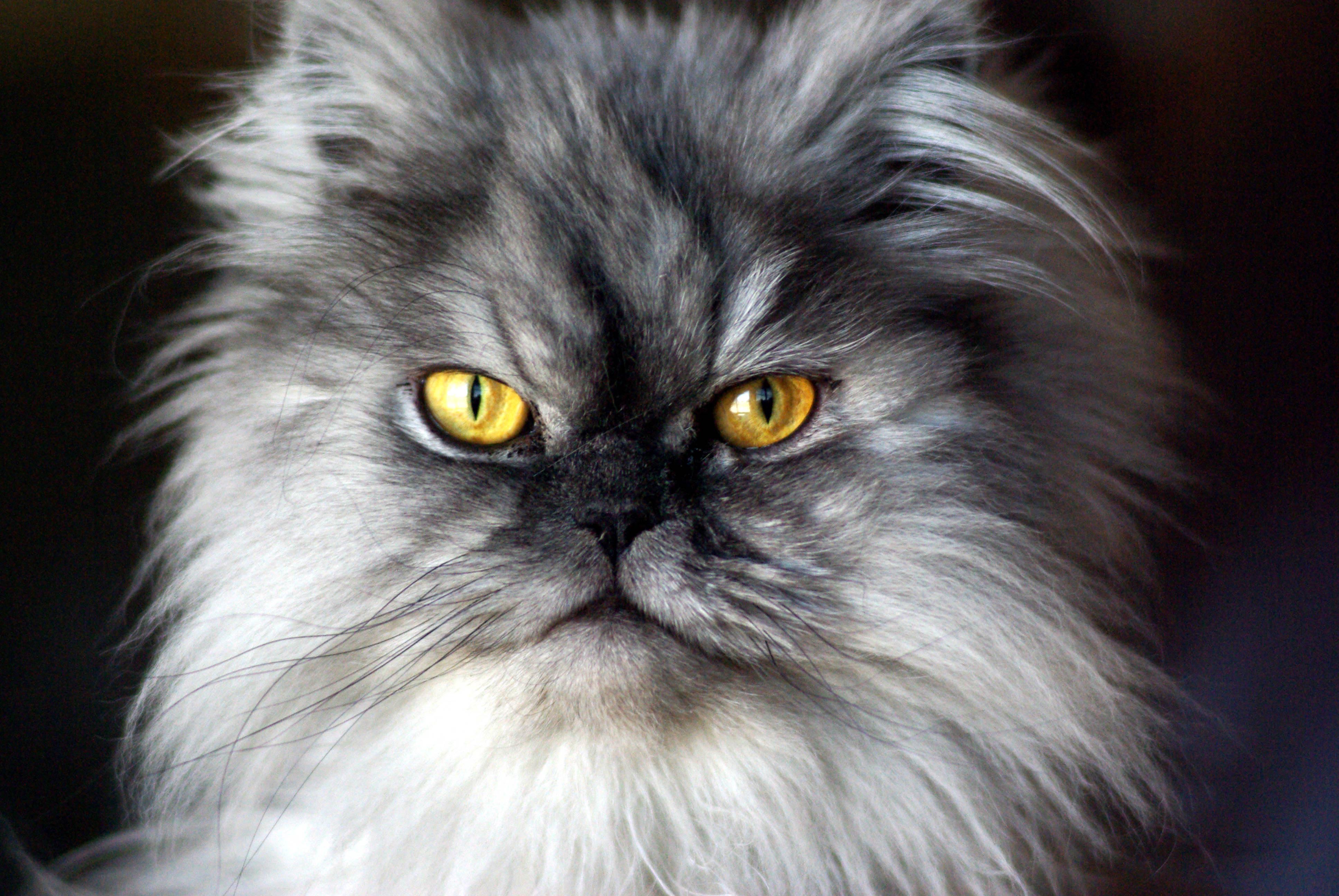 Persian Cat - Pentax User Photo Gallery
