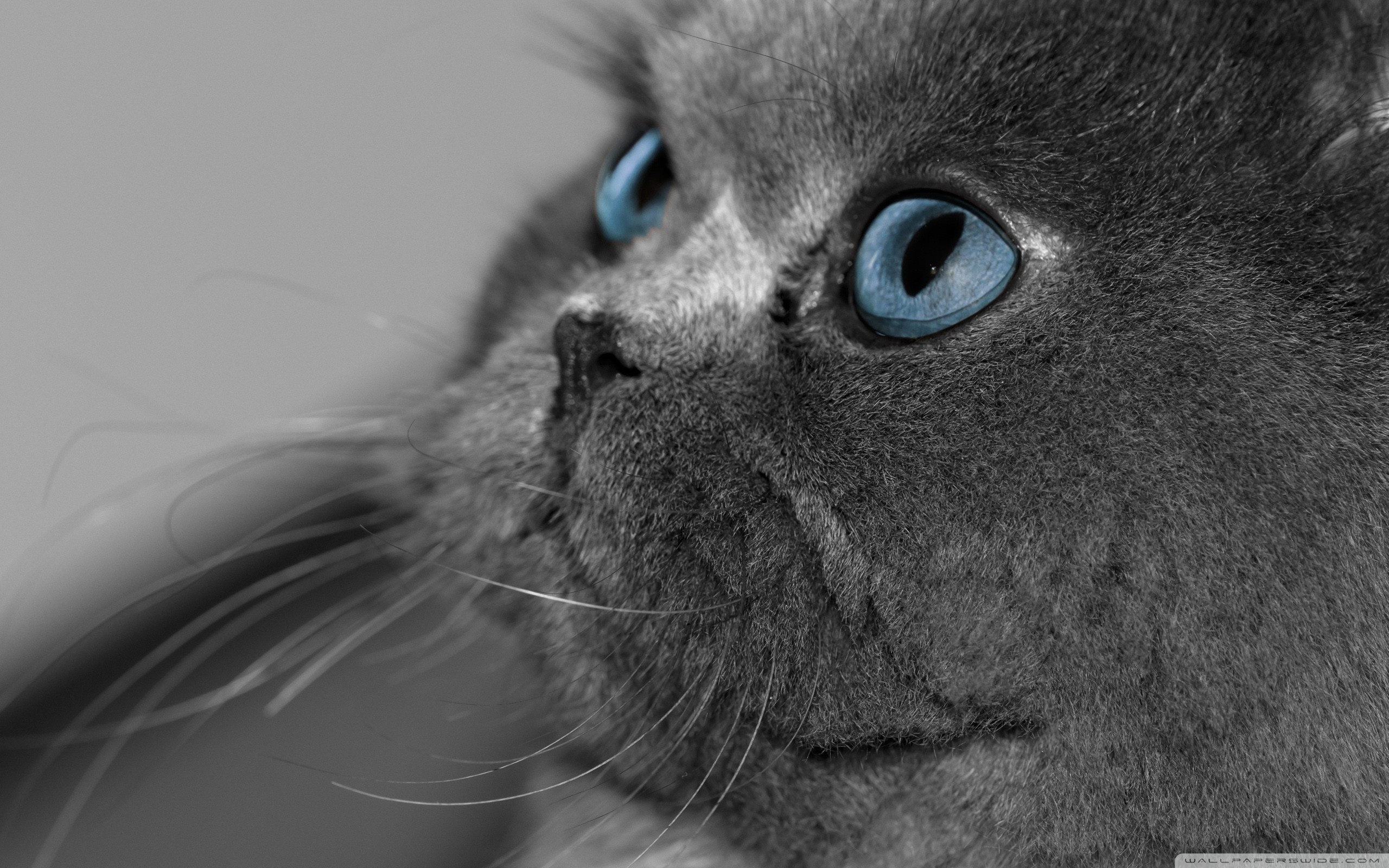 Grey Persian Cat ❤ 4K HD Desktop Wallpaper for 4K Ultra HD TV ...