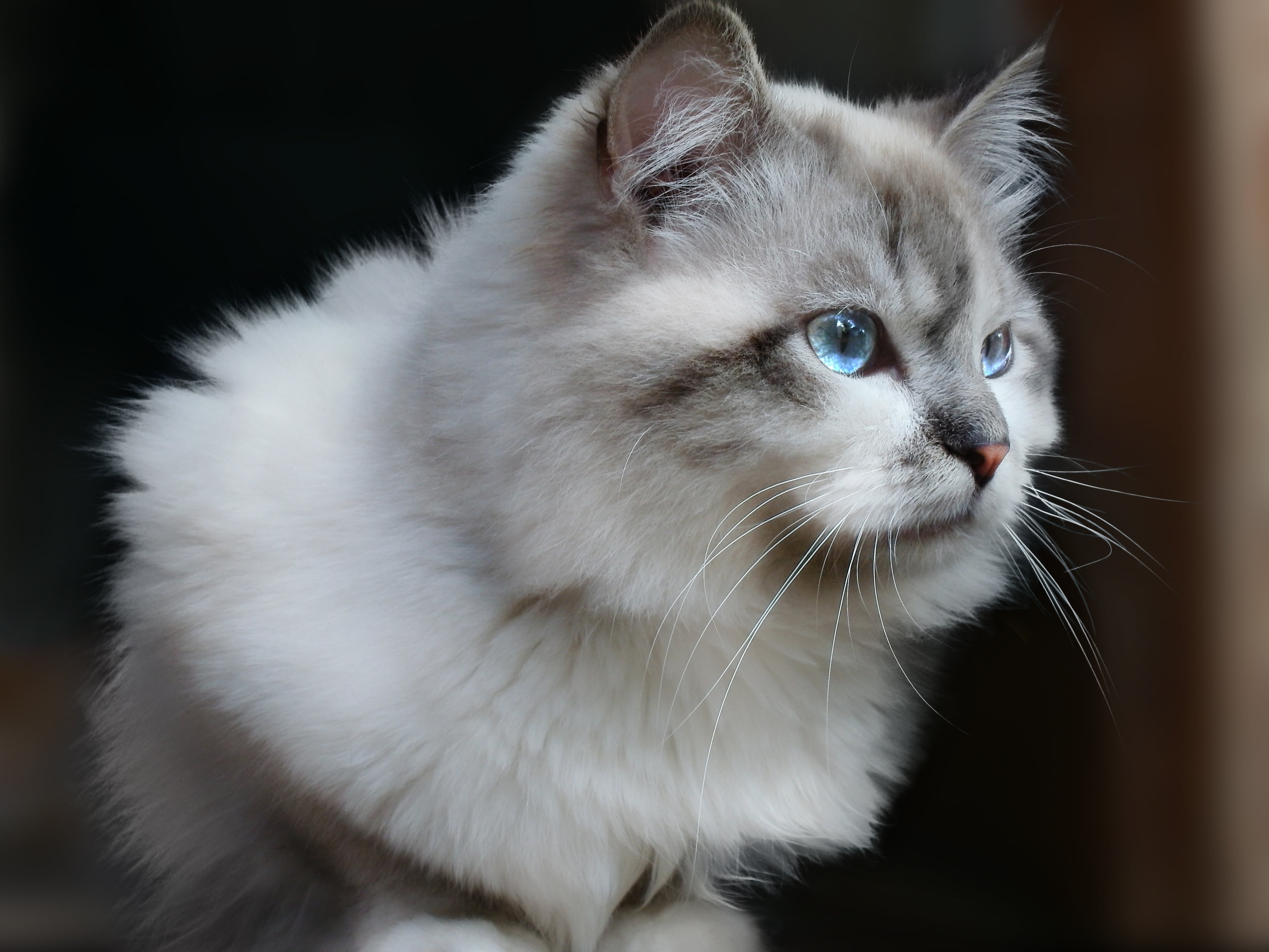 Gray persian cat photo