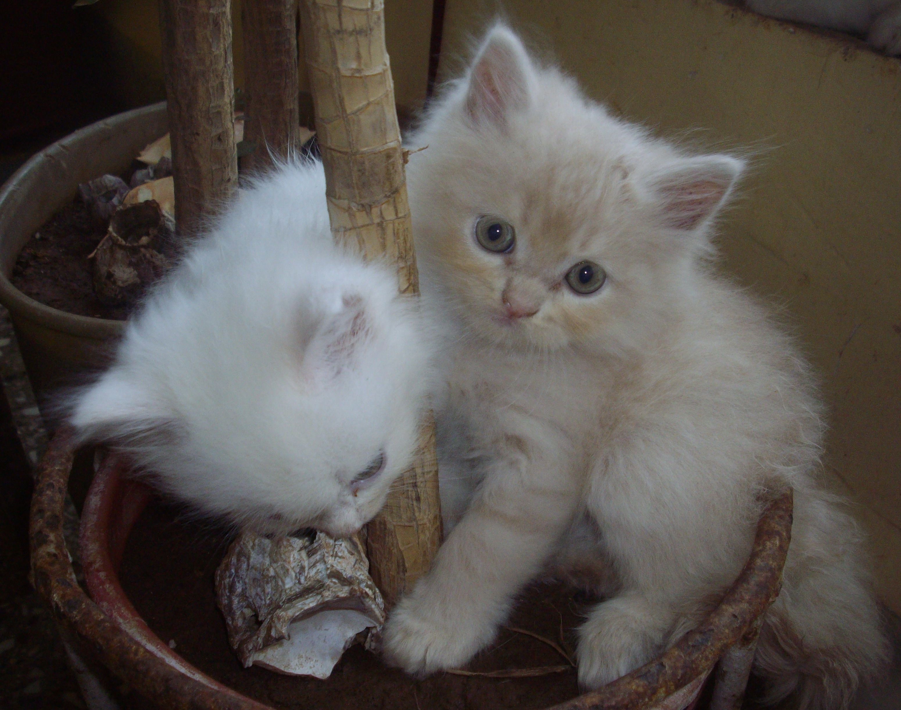 Kitten Doll Face Persian Cats I love kittens! More pics like this on ...