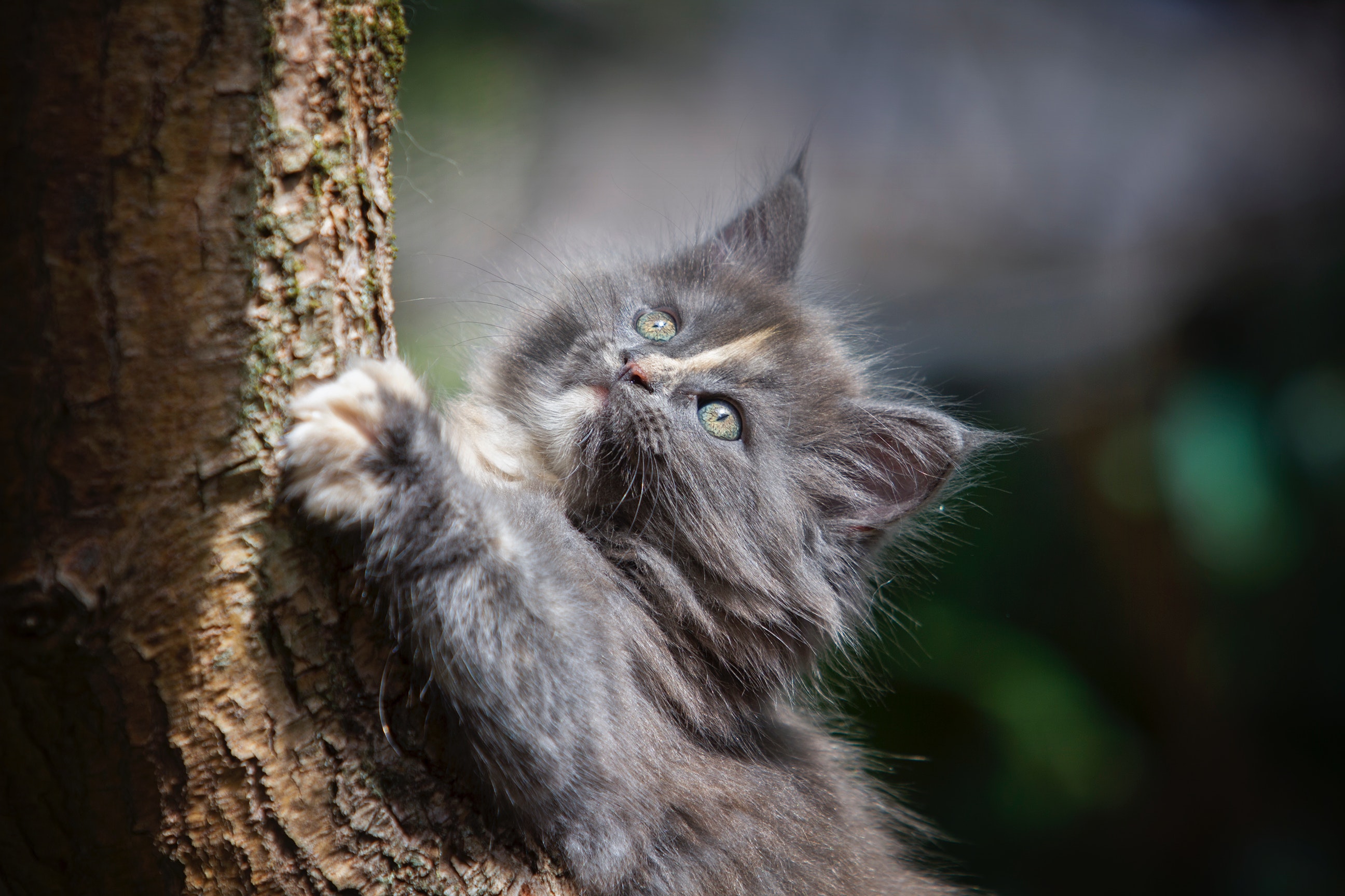 Gray persian cat photo