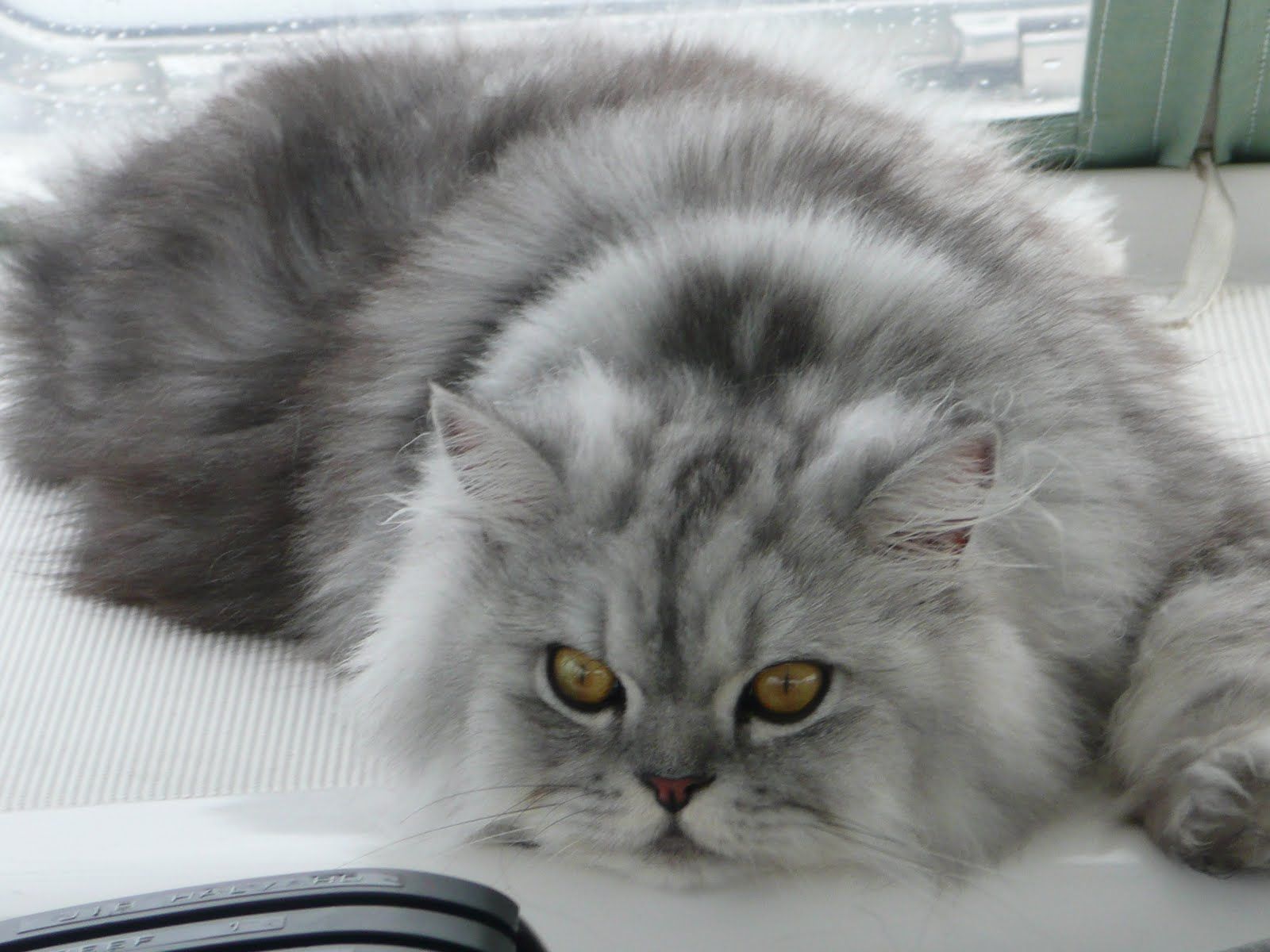 Funny Grey Persian Cat With Blue Eyes Pictures #284 | Pet Wish list ...
