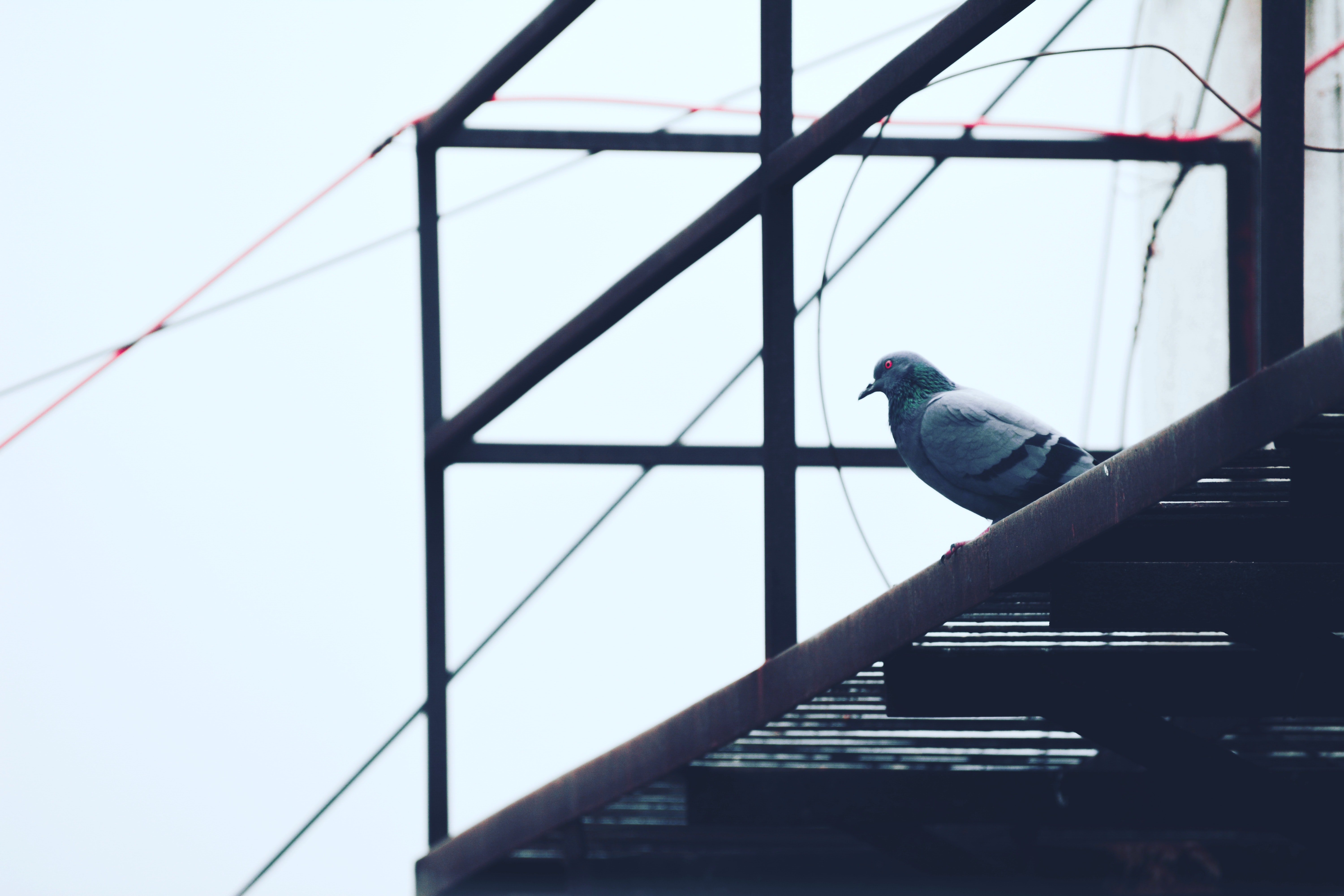 Gray pigeon on black metal frame photo