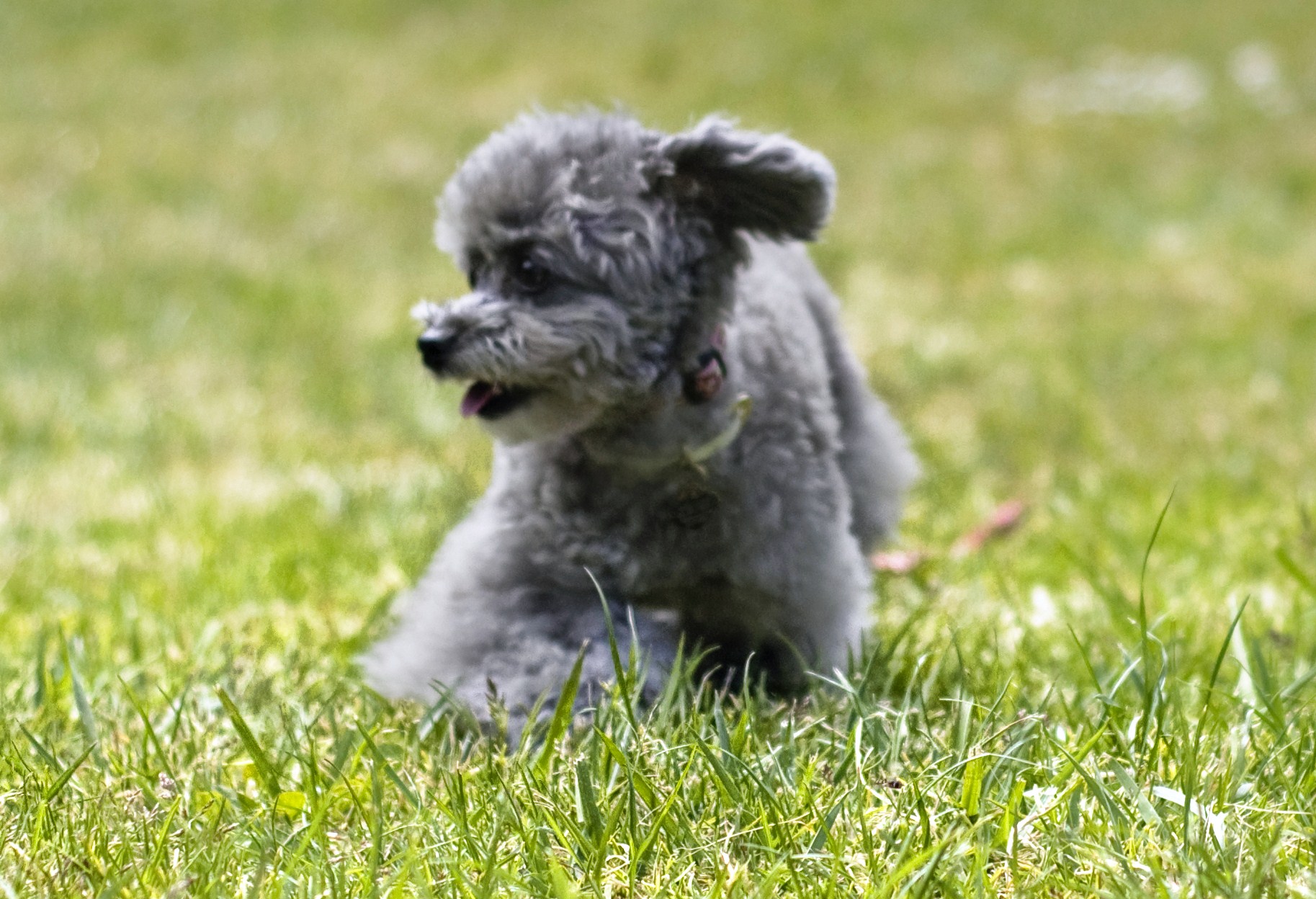 toy poodle, gray poodle | little grey poodle