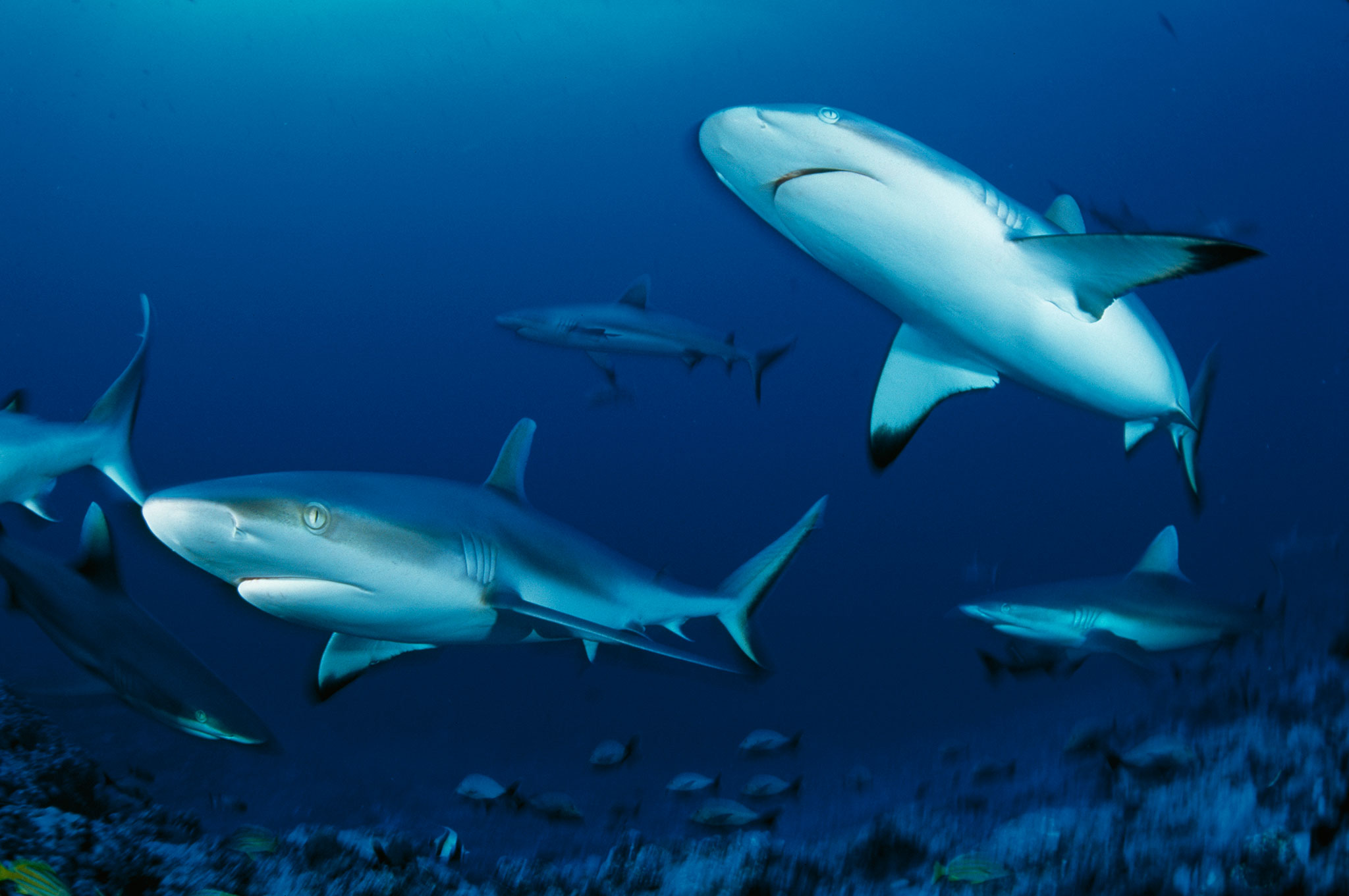 Meet the World's Highest Concentration of Gray Reef Sharks