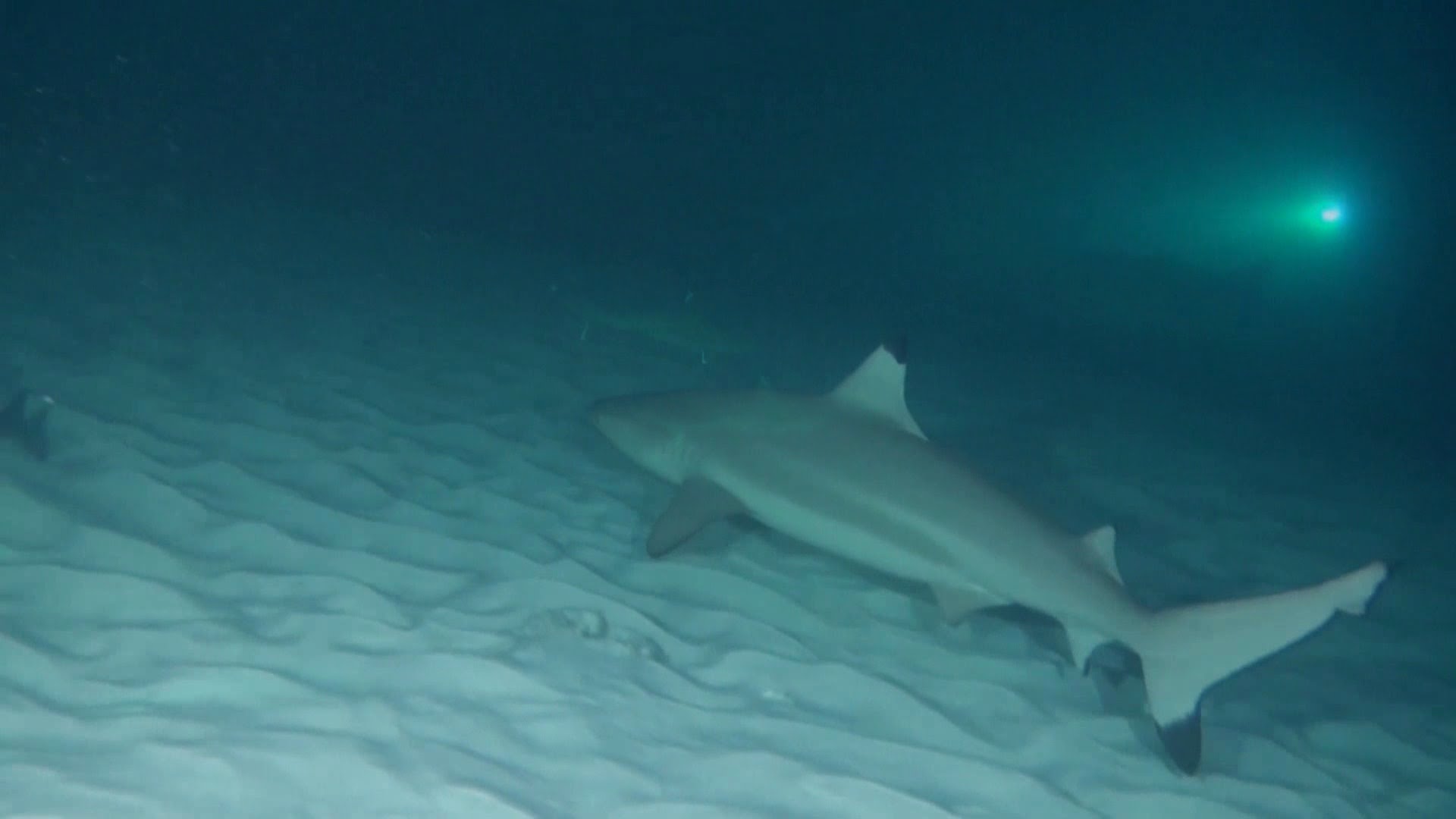 Gray reef shark while hunting - YouTube