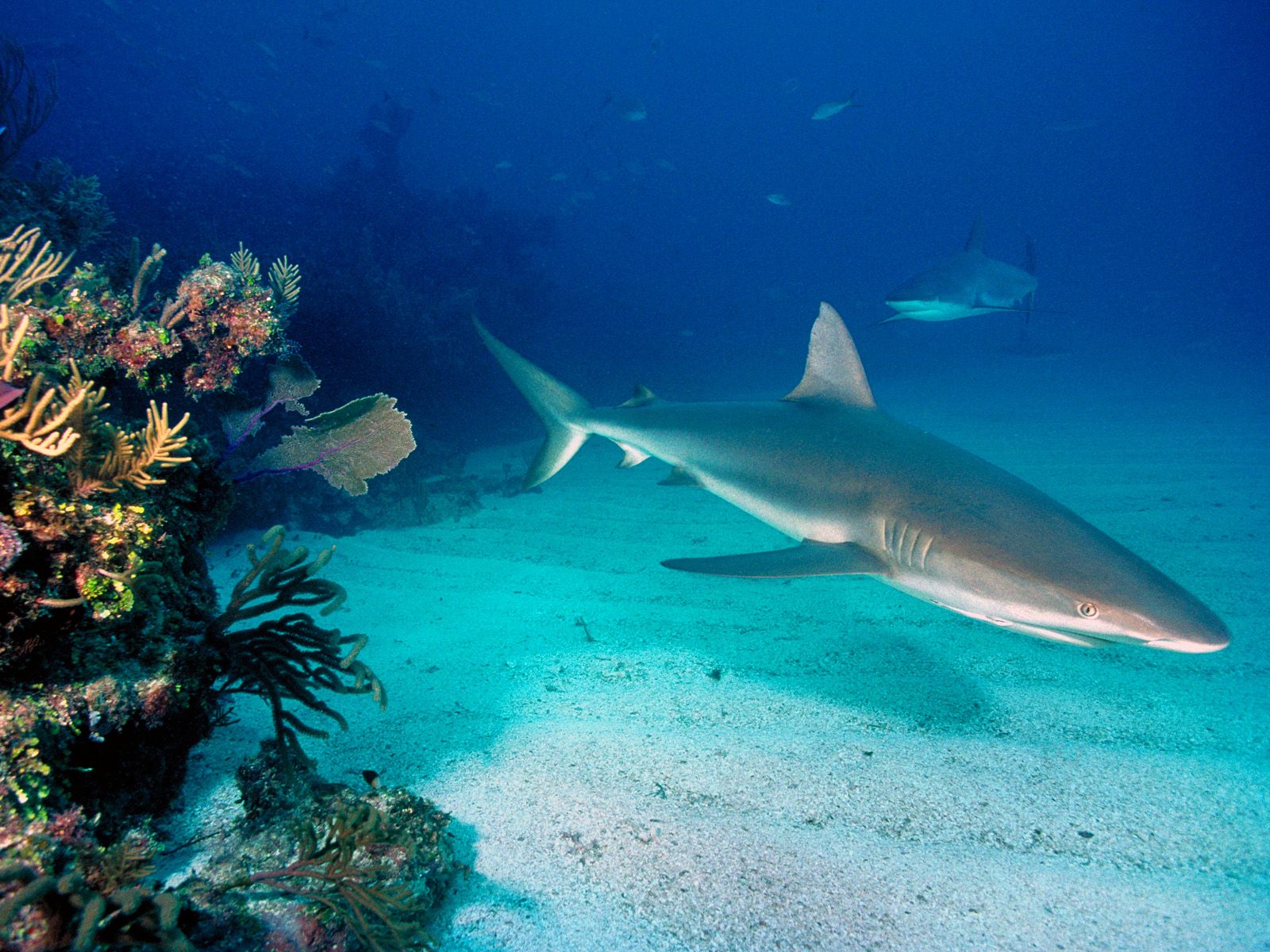 Gray Reef Shark | Wildlife | The Wildlife