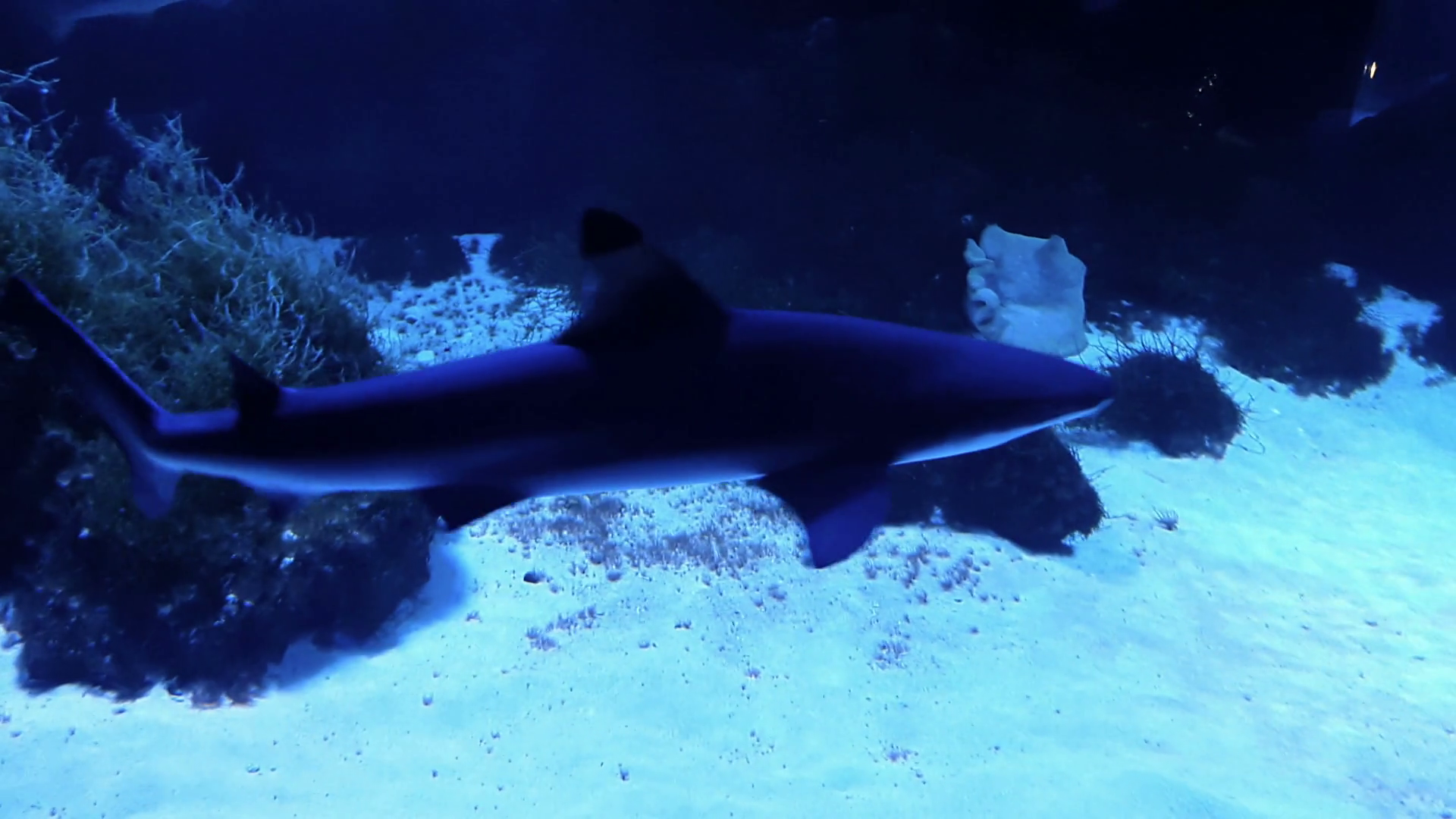 Many gray reef shark swims over the coral reef - Red Sea Stock Video ...