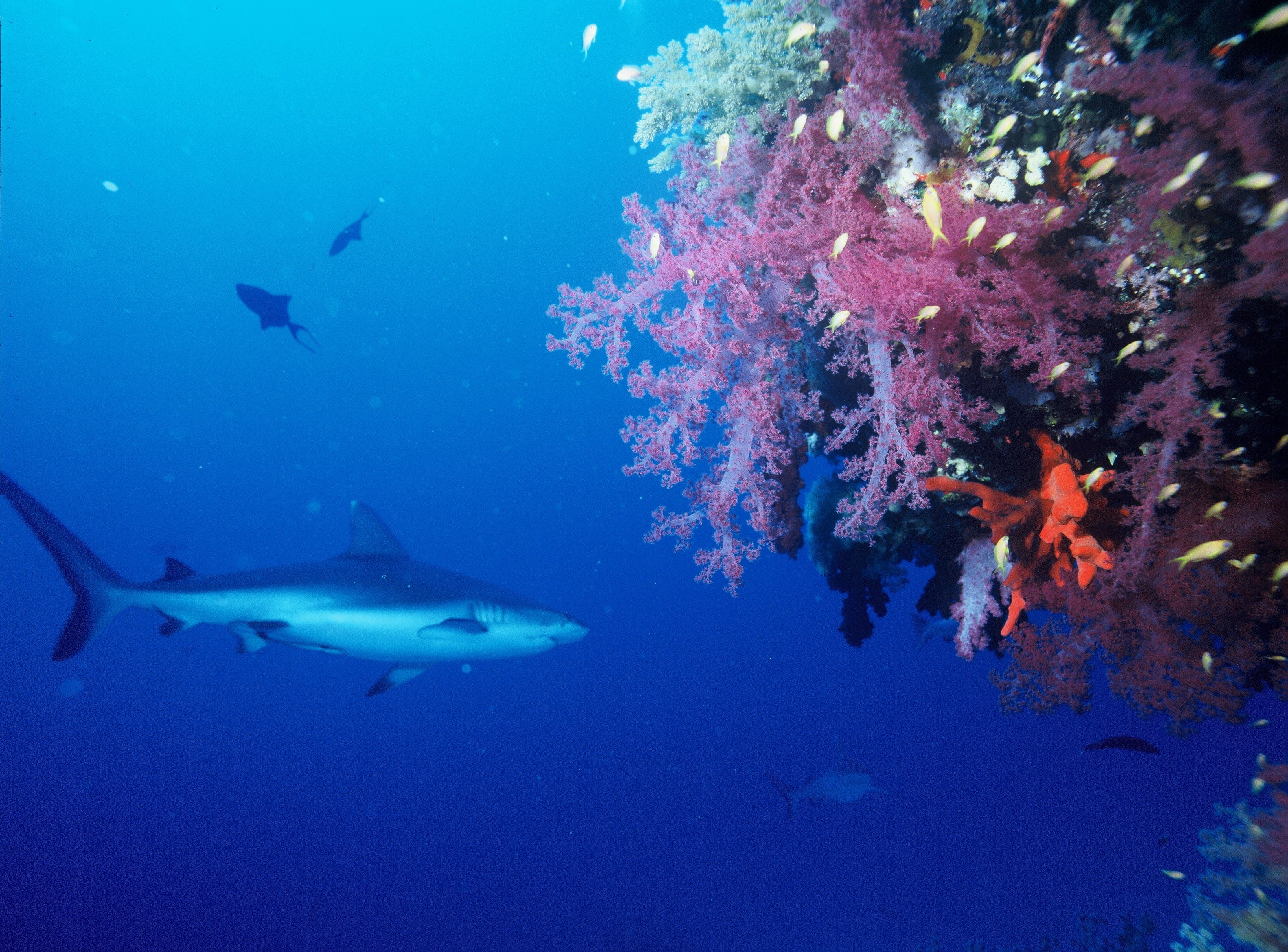 Gray reef shark photo