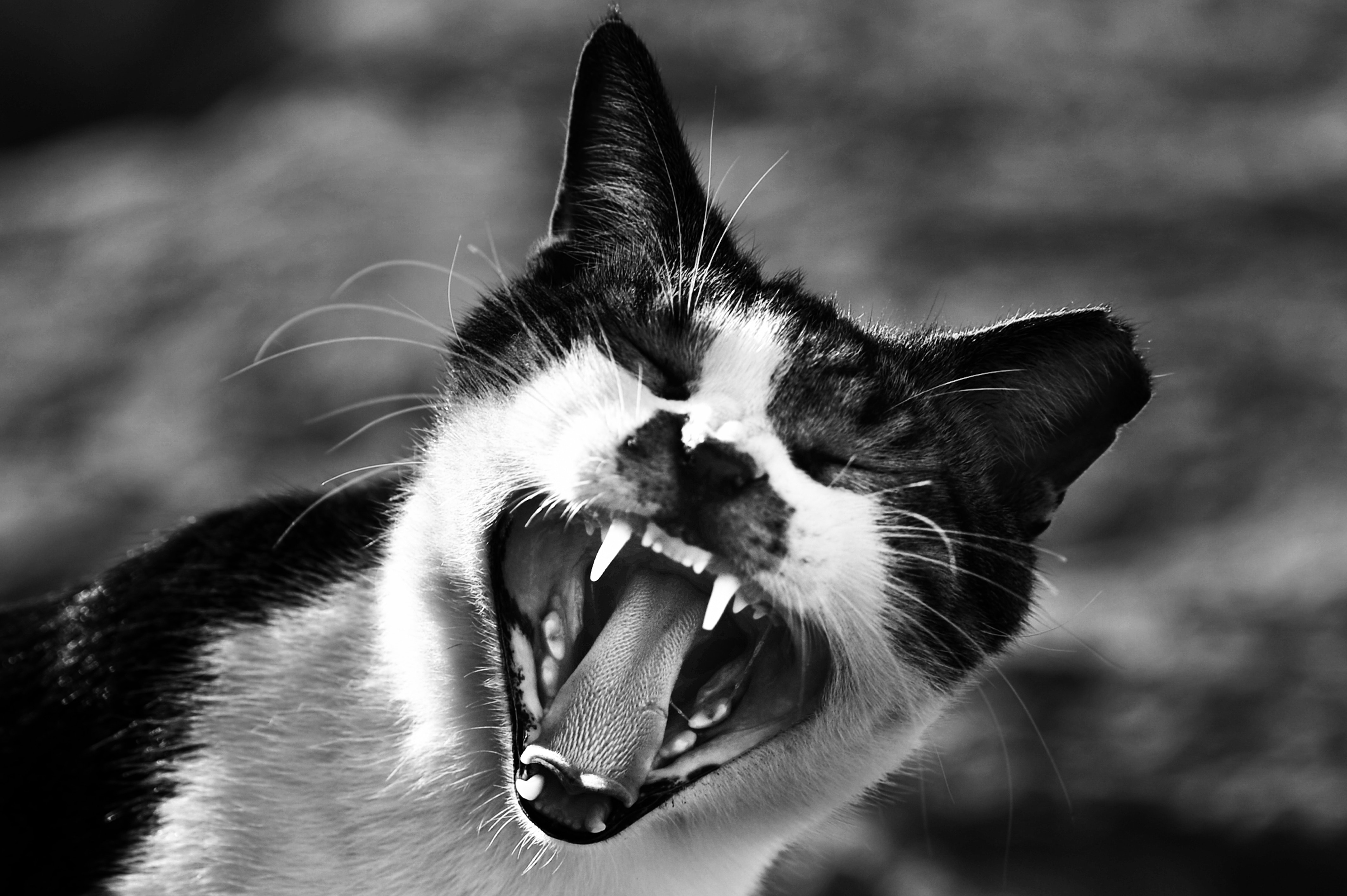 Gray Scale Photo of Cat Showing Mouth, Angry, Teeth, Tabby, Sharp, HQ Photo