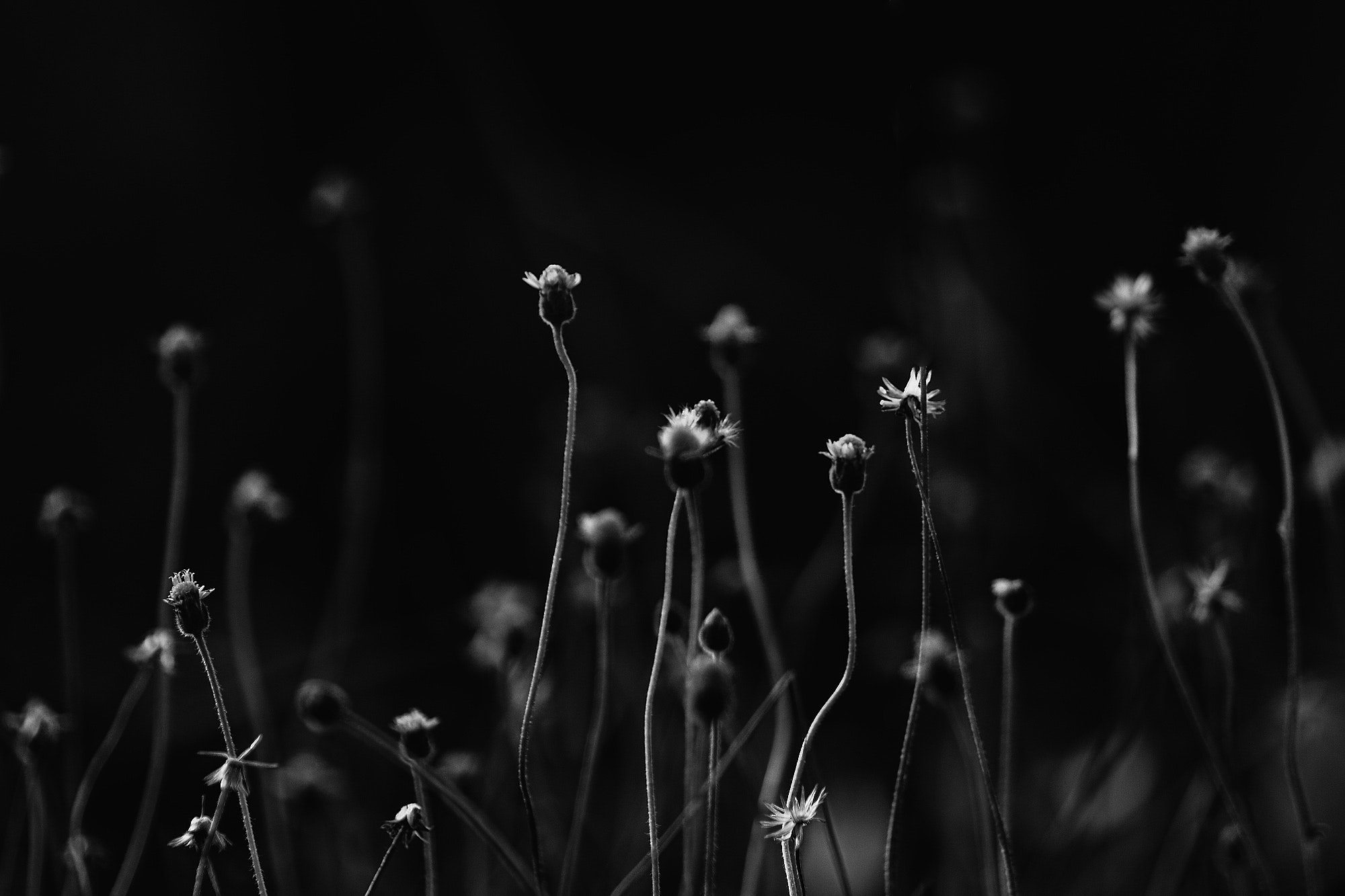 Free Photo Gray Scale Photo Of Flower Field Black And White Blur Buds Free Download Jooinn