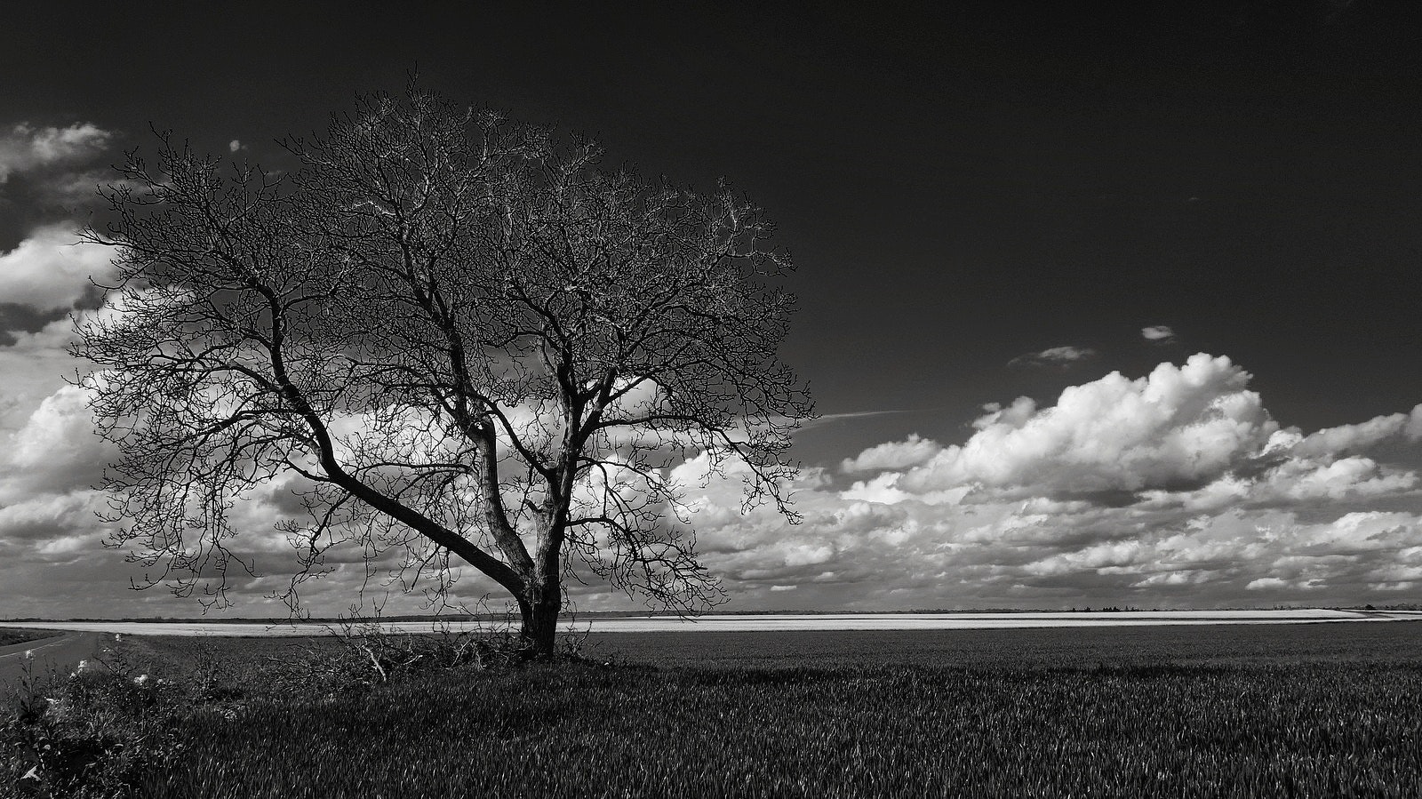 Gray Scale Photo of Leafless Tree Under Cloudy Sky, Black-and-white, Clouds, Fall, Field, HQ Photo