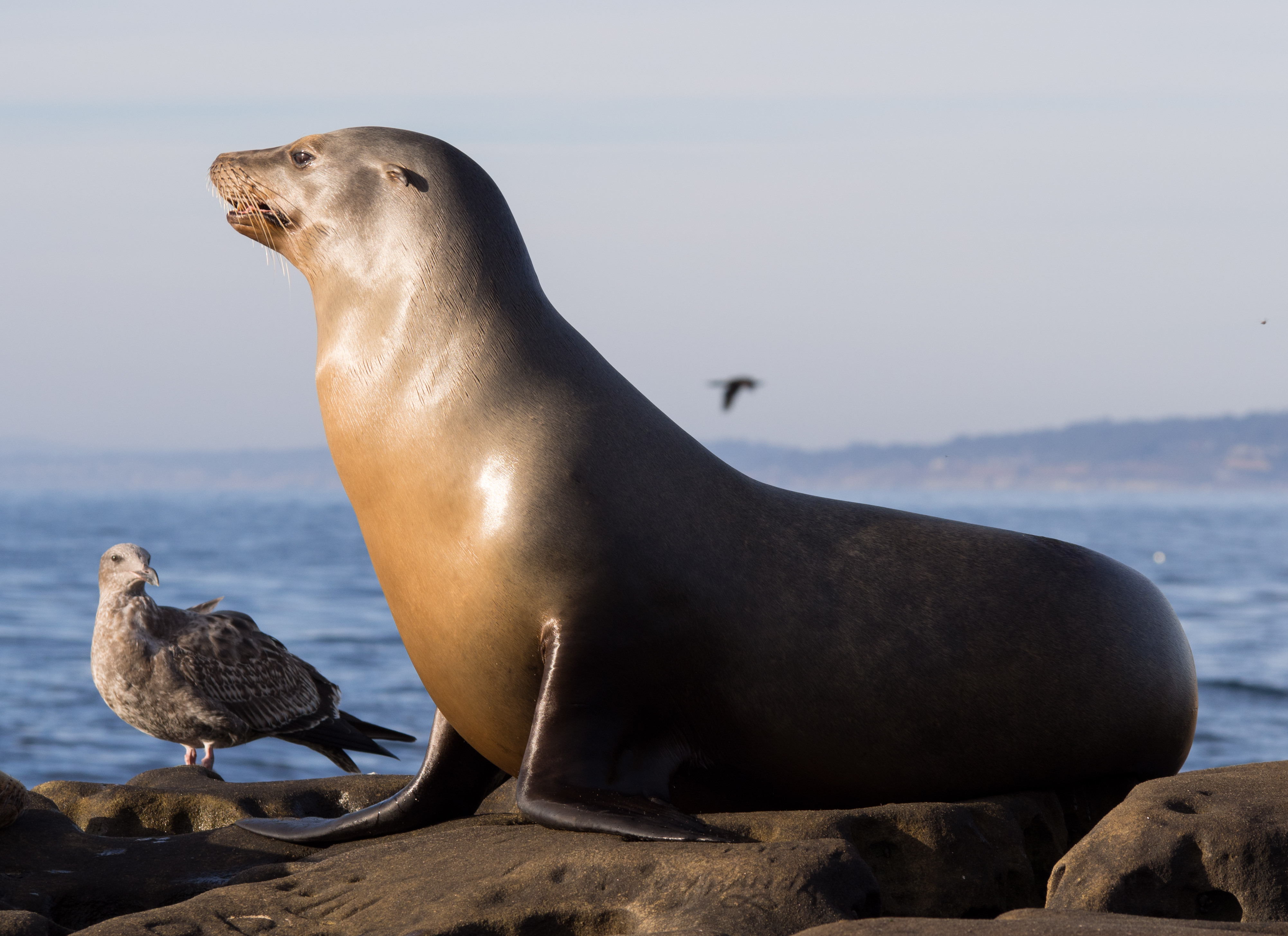 File:California sea lions in La Jolla (70566).jpg - Wikimedia Commons