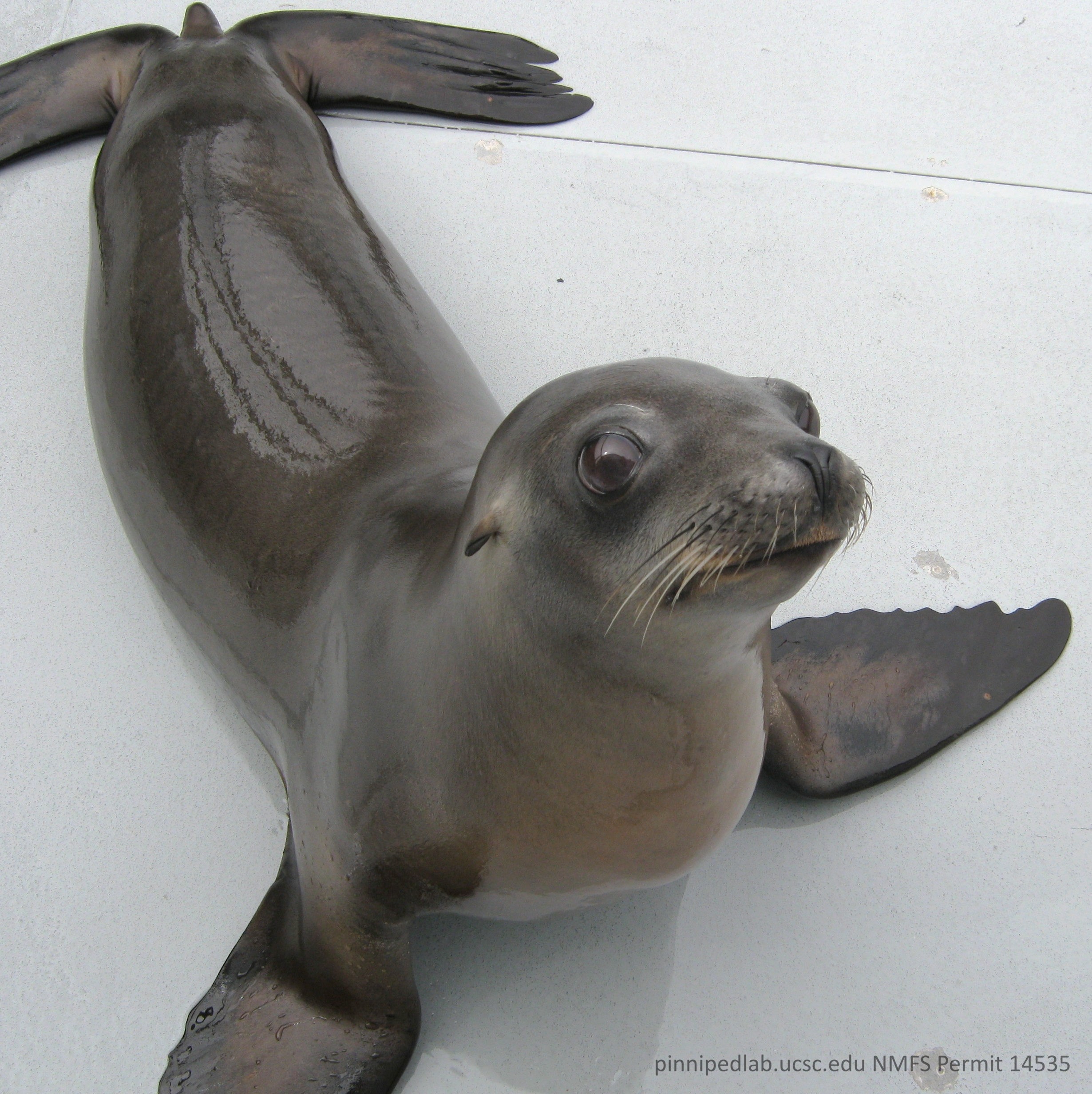 By keeping the beat, sea lion sheds new light on animals' movements ...