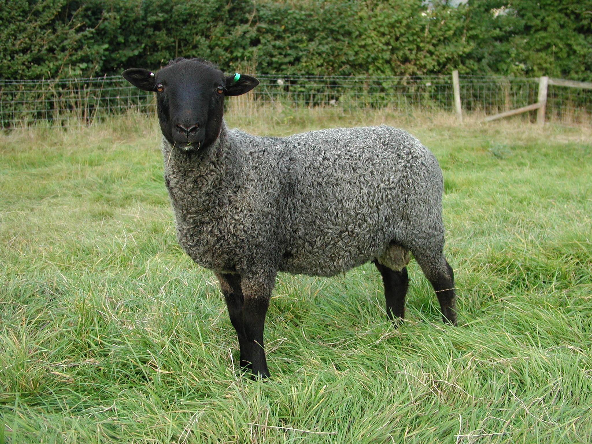 Breeds of Livestock - Gotland Sheep — Breeds of Livestock ...