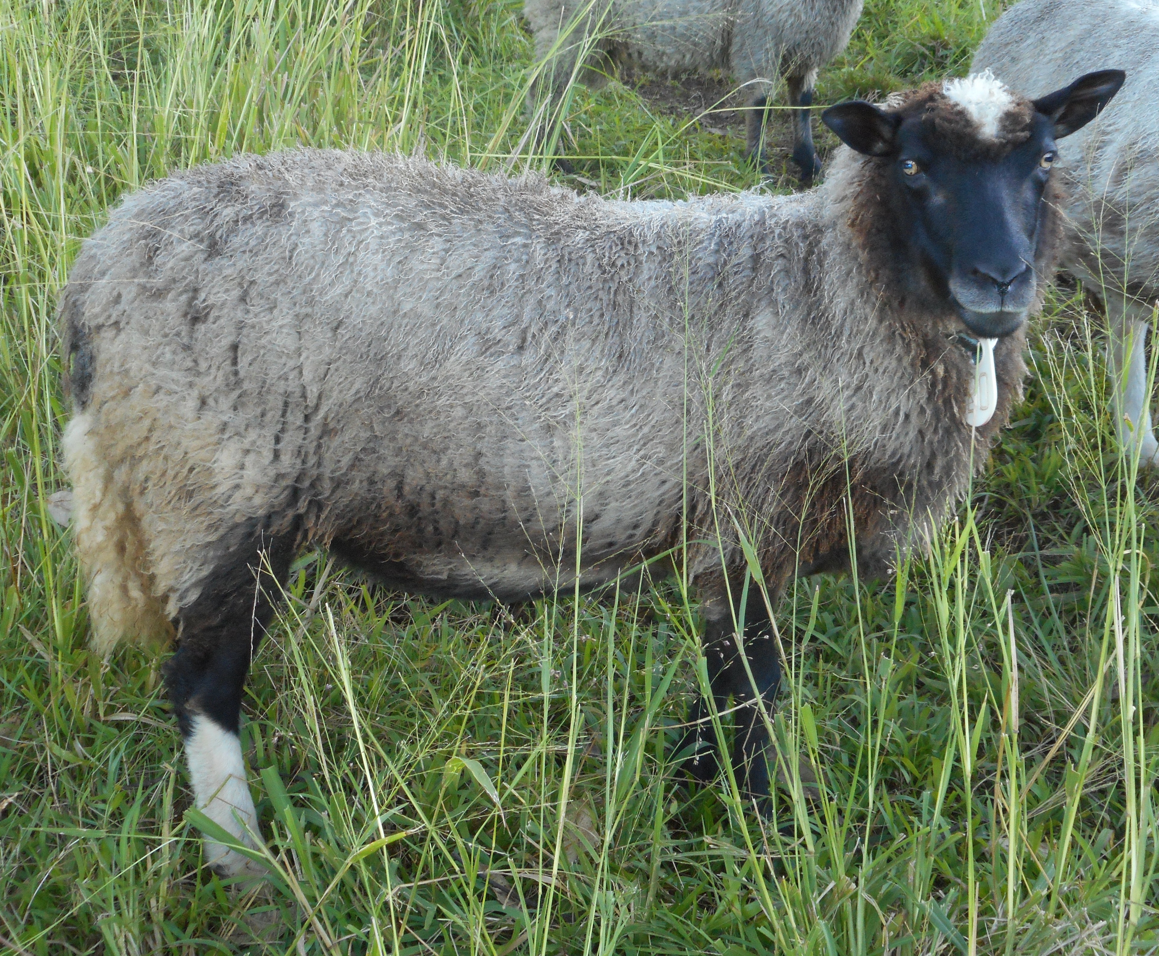 Gray sheep photo